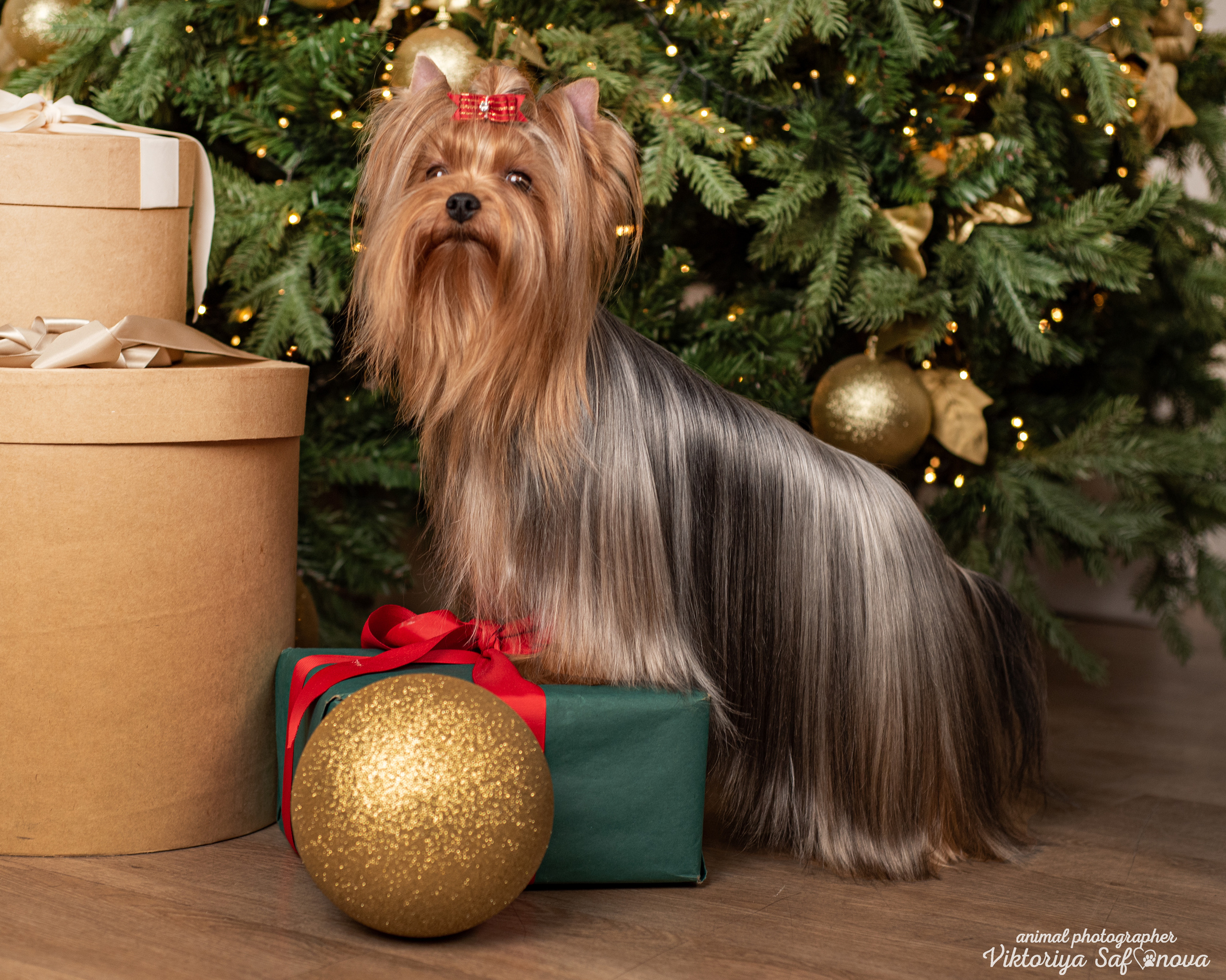 Саша, Пери и Френк. Фотограф анималист Благовещенск. Сафонова Виктория
