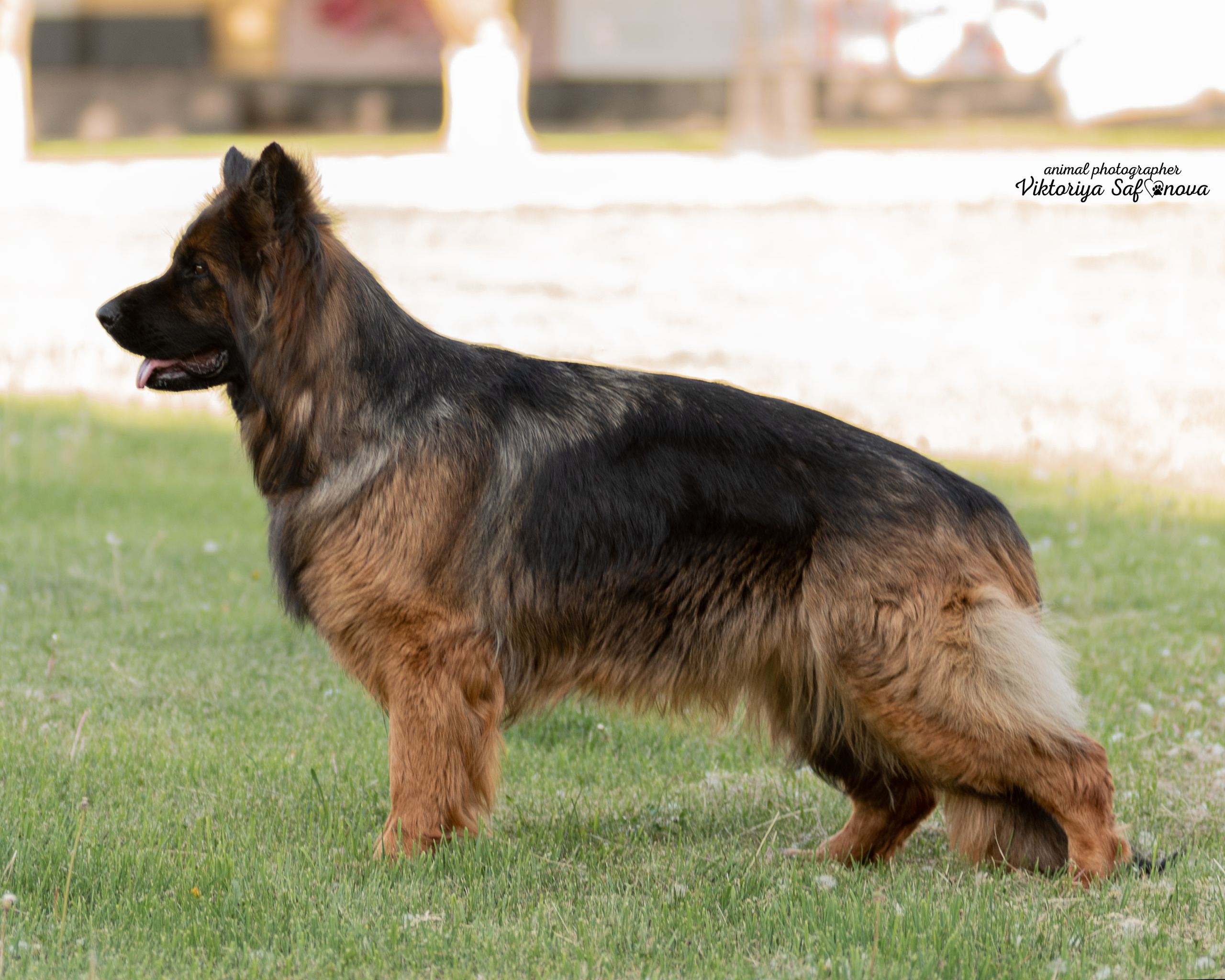 Немецкая овчарка 11.06.2022. Фотограф анималист Благовещенск. Сафонова Виктория