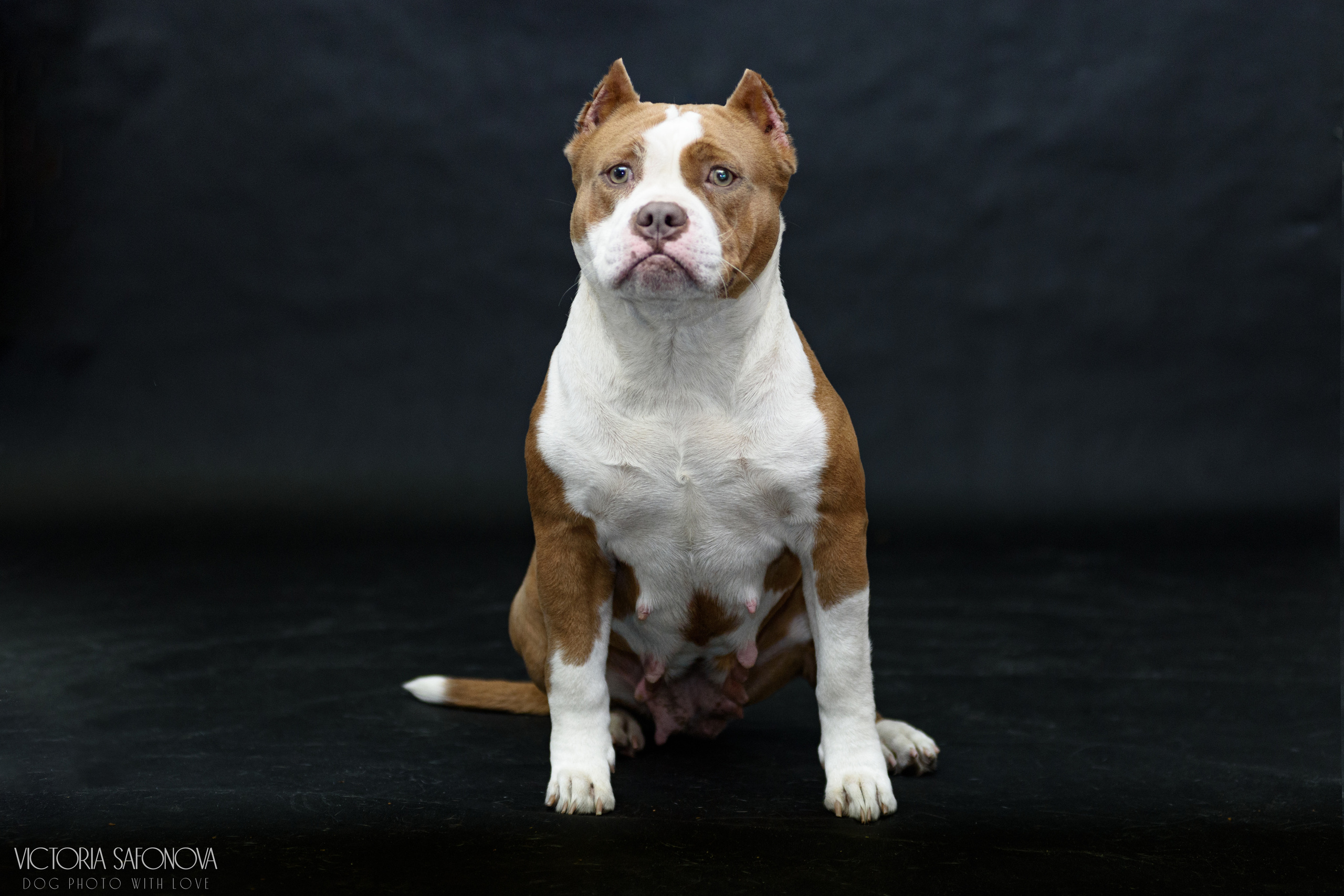Американские булли 28.02.2023. Фотограф анималист Благовещенск. Сафонова Виктория