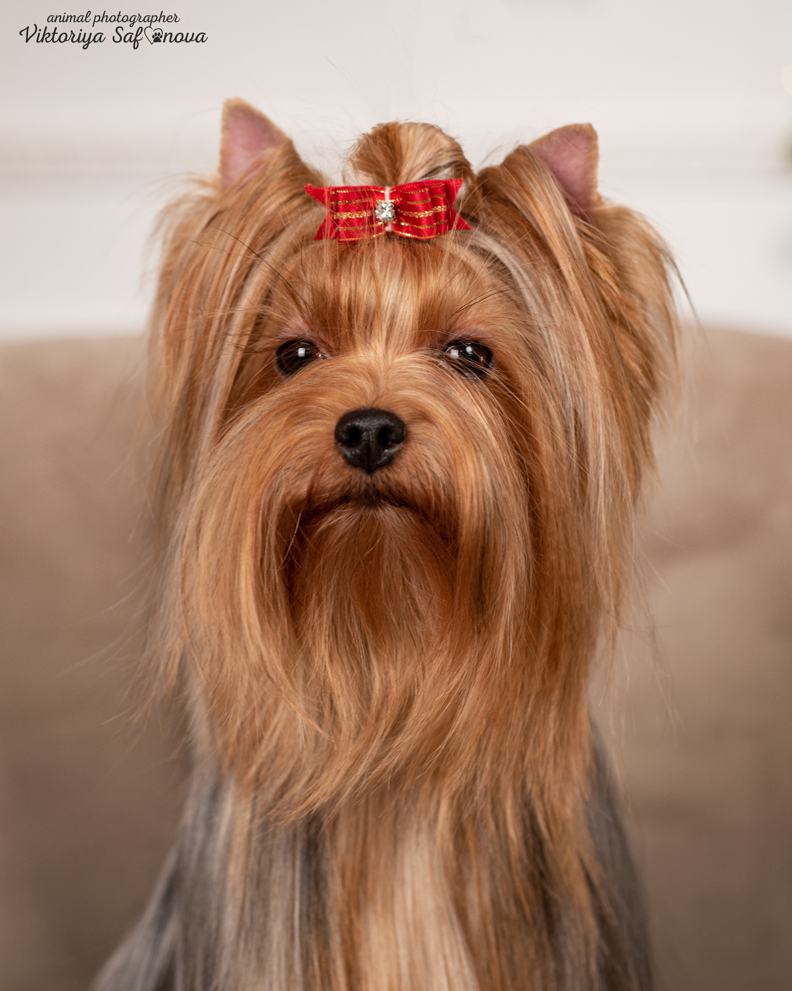 Саша, Пери и Френк. Фотограф анималист Благовещенск. Сафонова Виктория