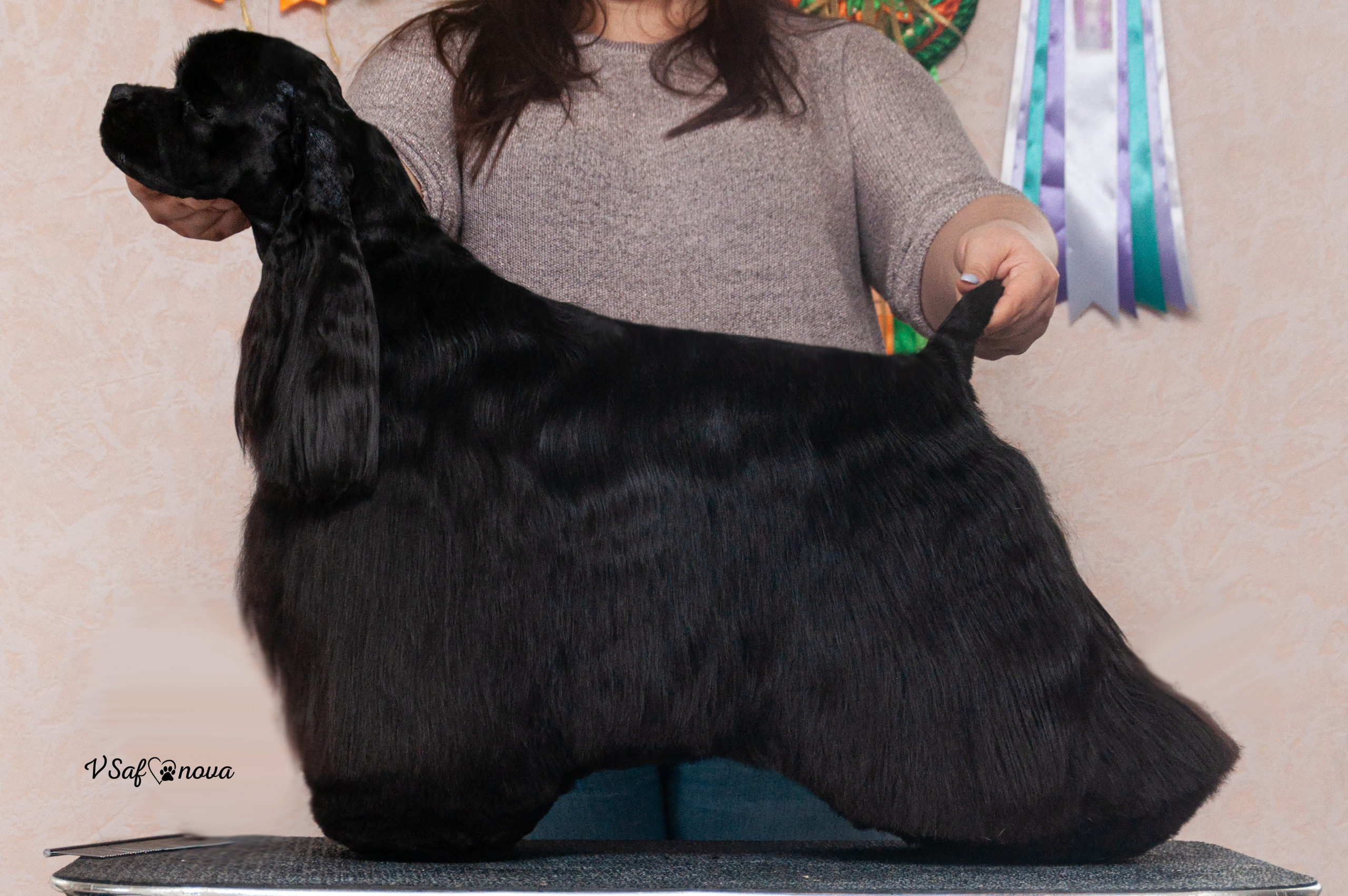 Американский кокер спаниель 26.03.2021. Фотограф анималист Благовещенск. Сафонова Виктория