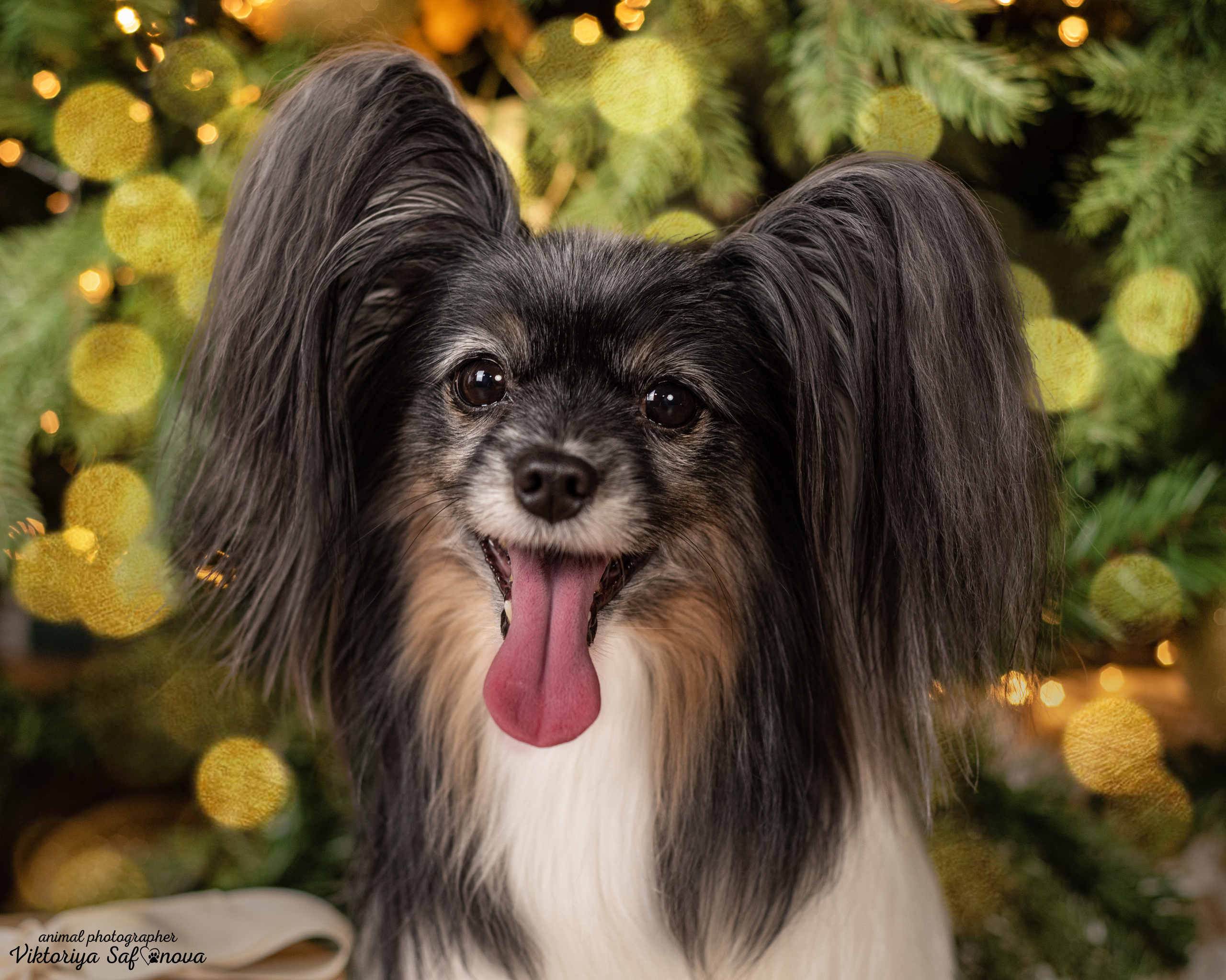 Федя и Шустрый. Фотограф анималист Благовещенск. Сафонова Виктория