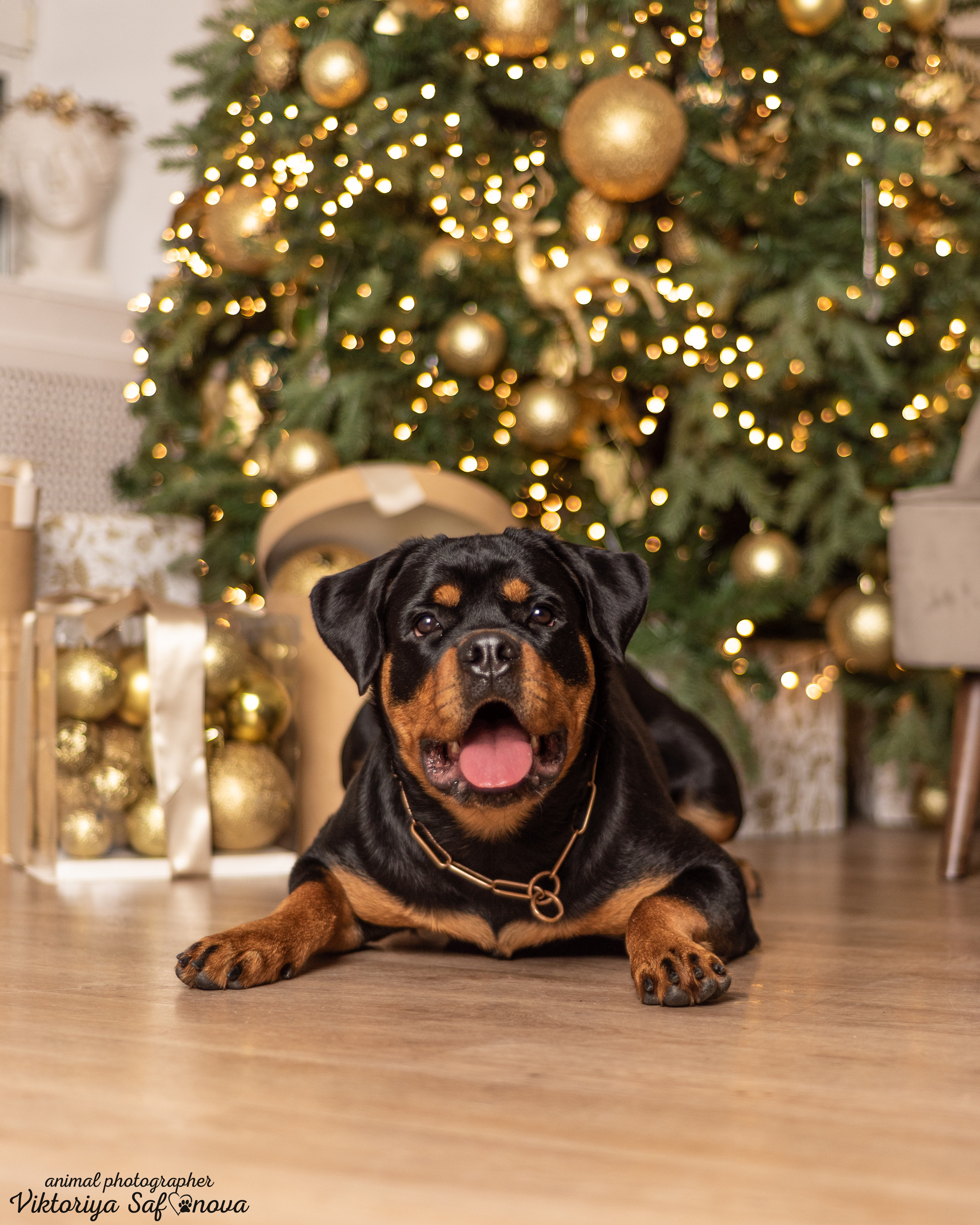 Лера. Фотограф анималист Благовещенск. Сафонова Виктория