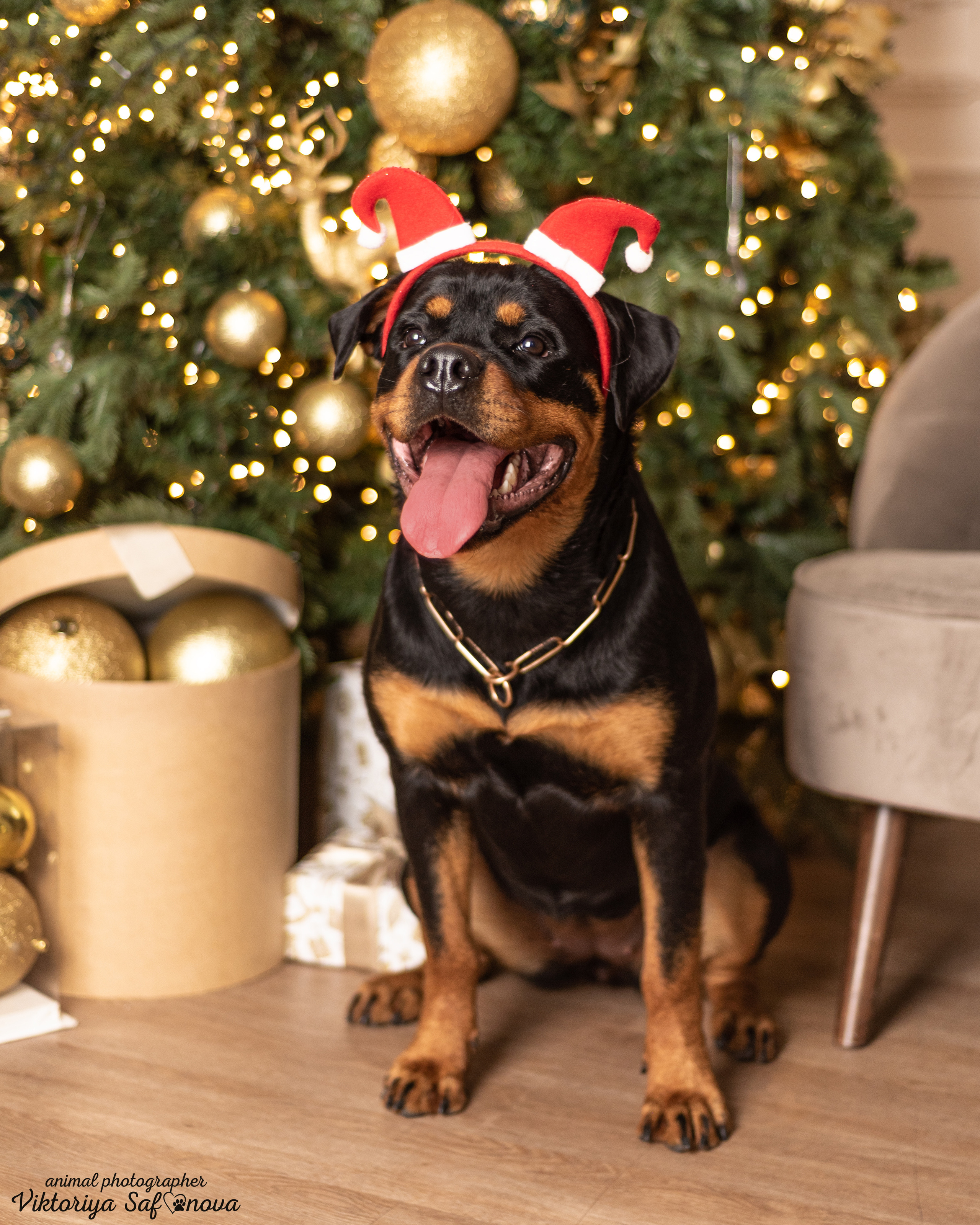 Лера. Фотограф анималист Благовещенск. Сафонова Виктория