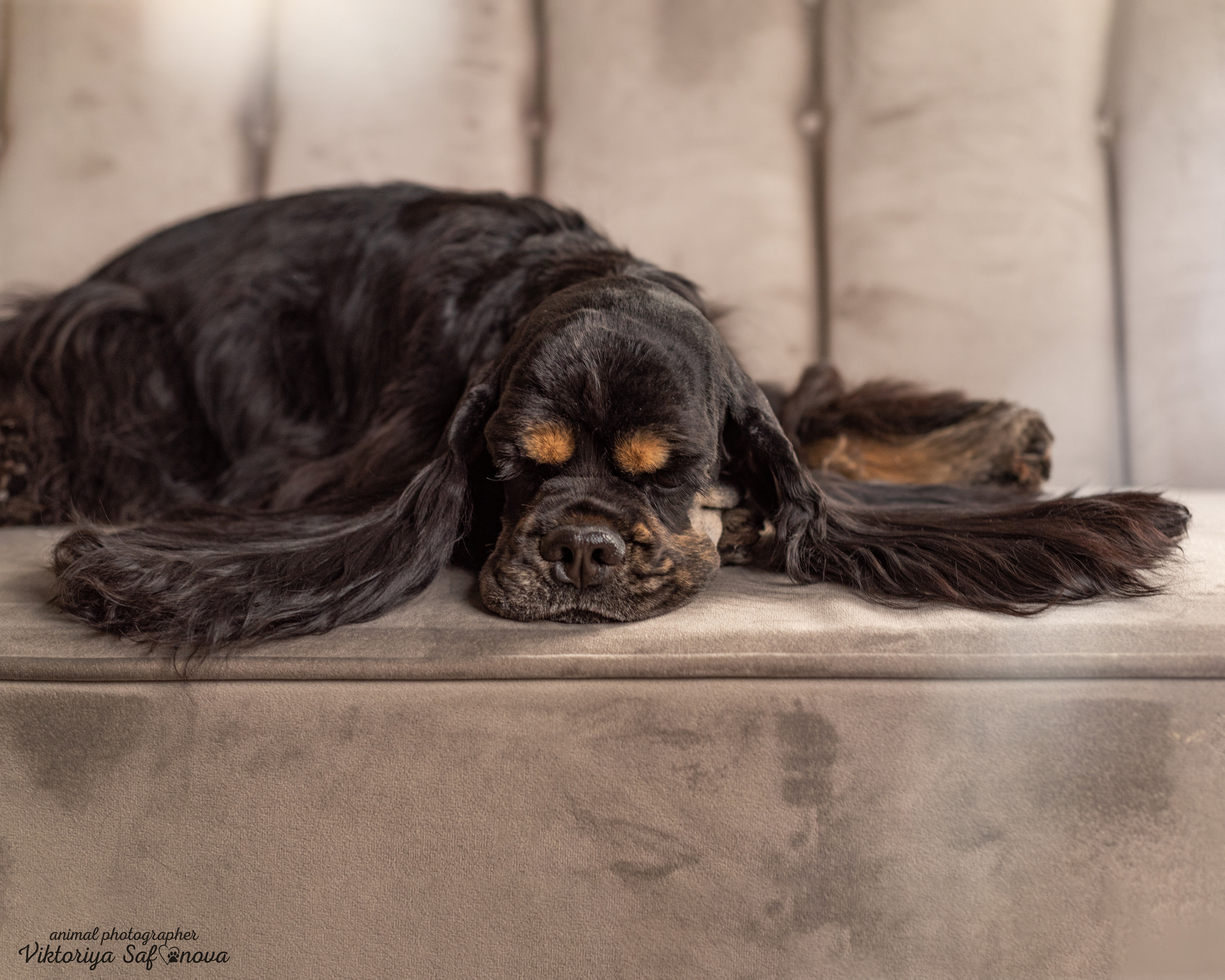 Акуна. Фотограф анималист Благовещенск. Сафонова Виктория