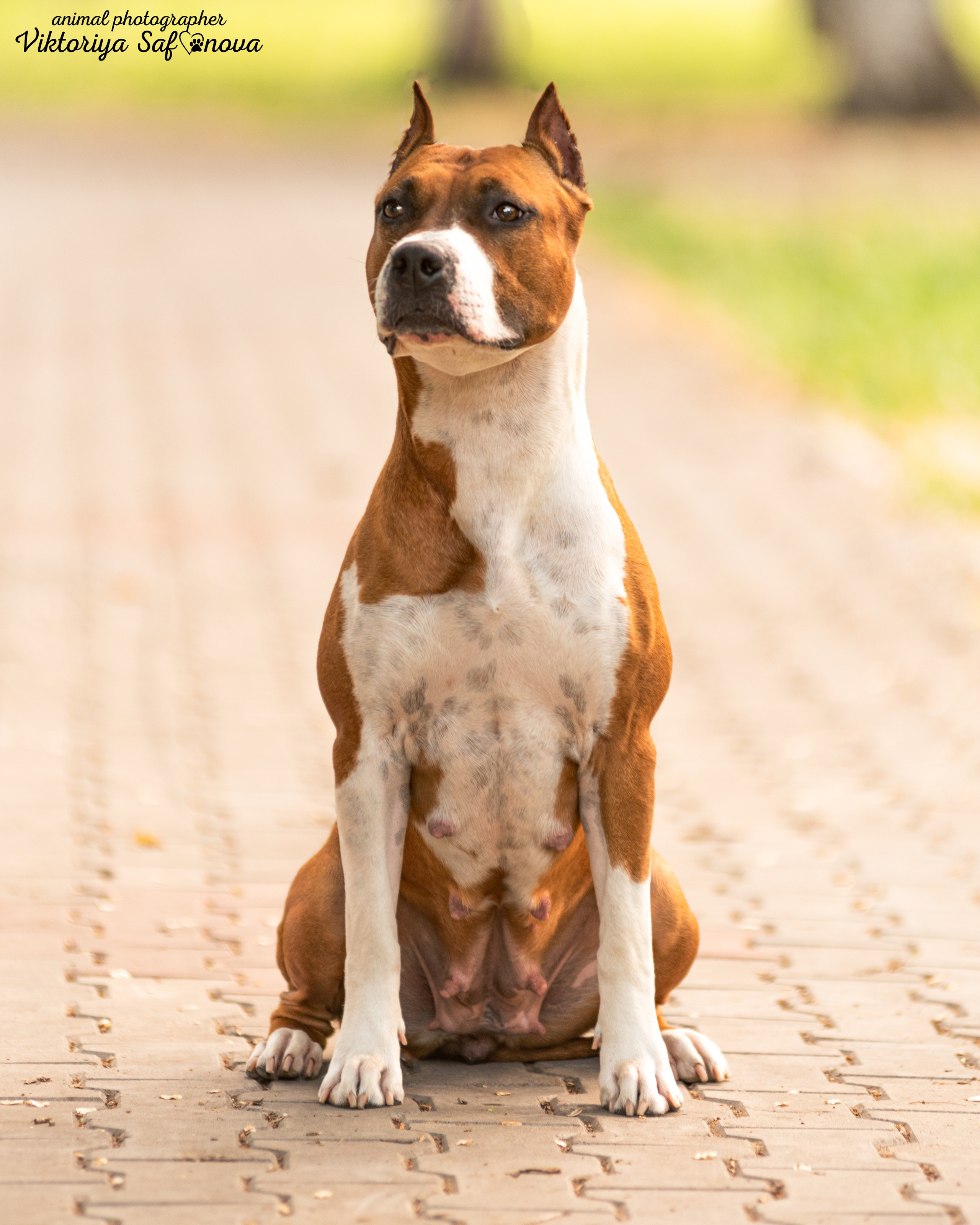 Американский стаффордширский терьер 14.06.2022. Фотограф анималист Благовещенск. Сафонова Виктория
