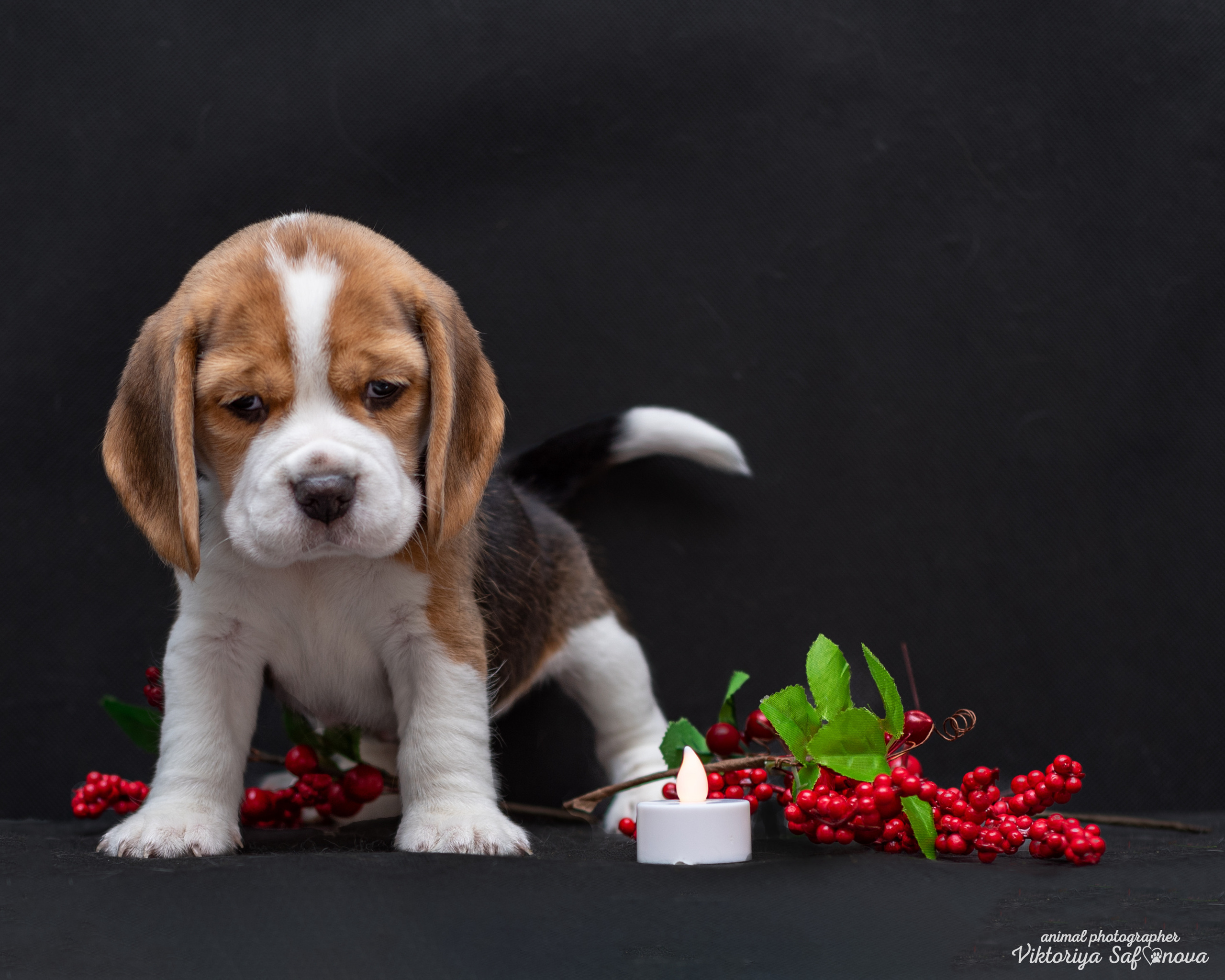 Бигли 25.09.2022. Фотограф анималист Благовещенск. Сафонова Виктория