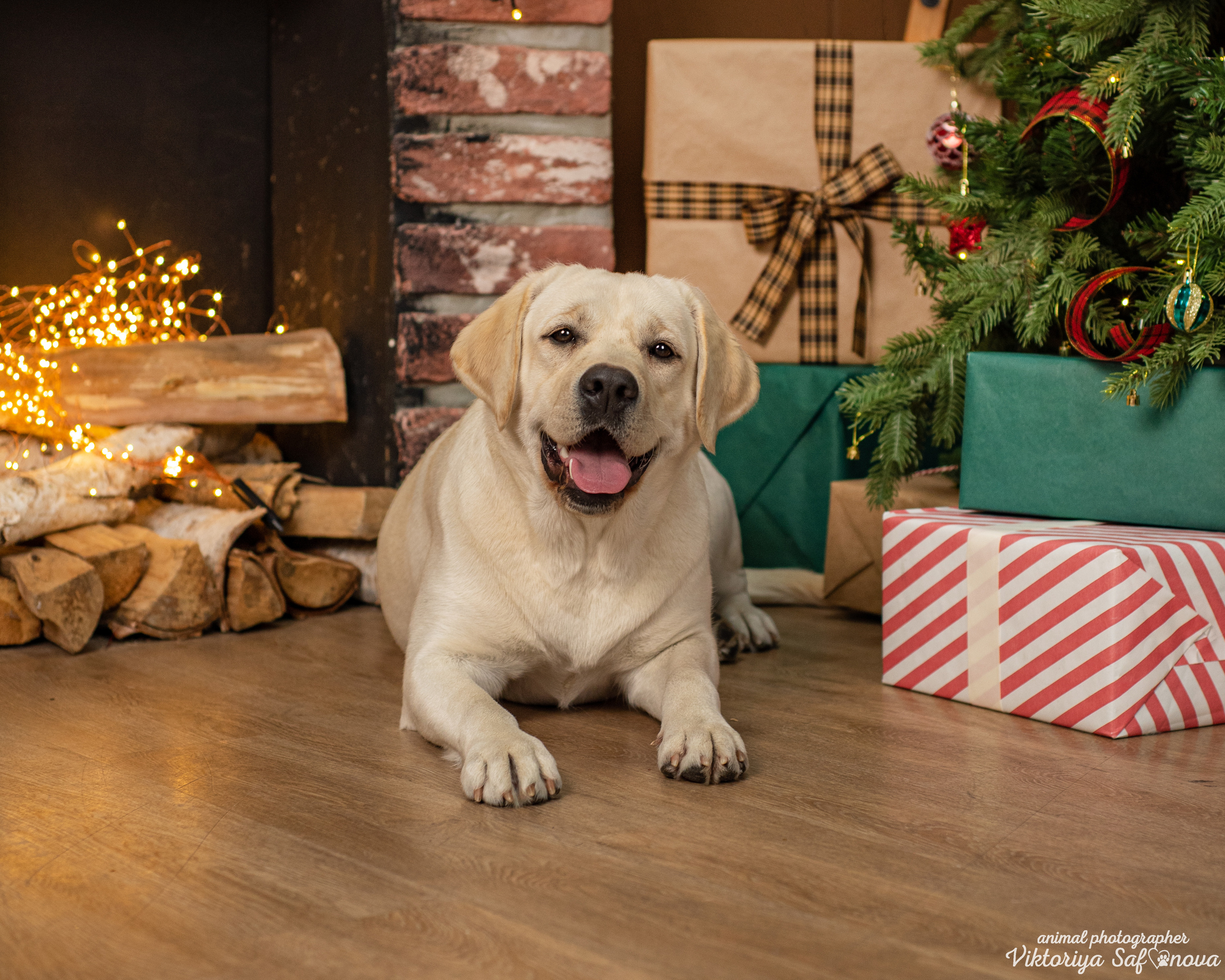 Кристина и Чика. Фотограф анималист Благовещенск. Сафонова Виктория