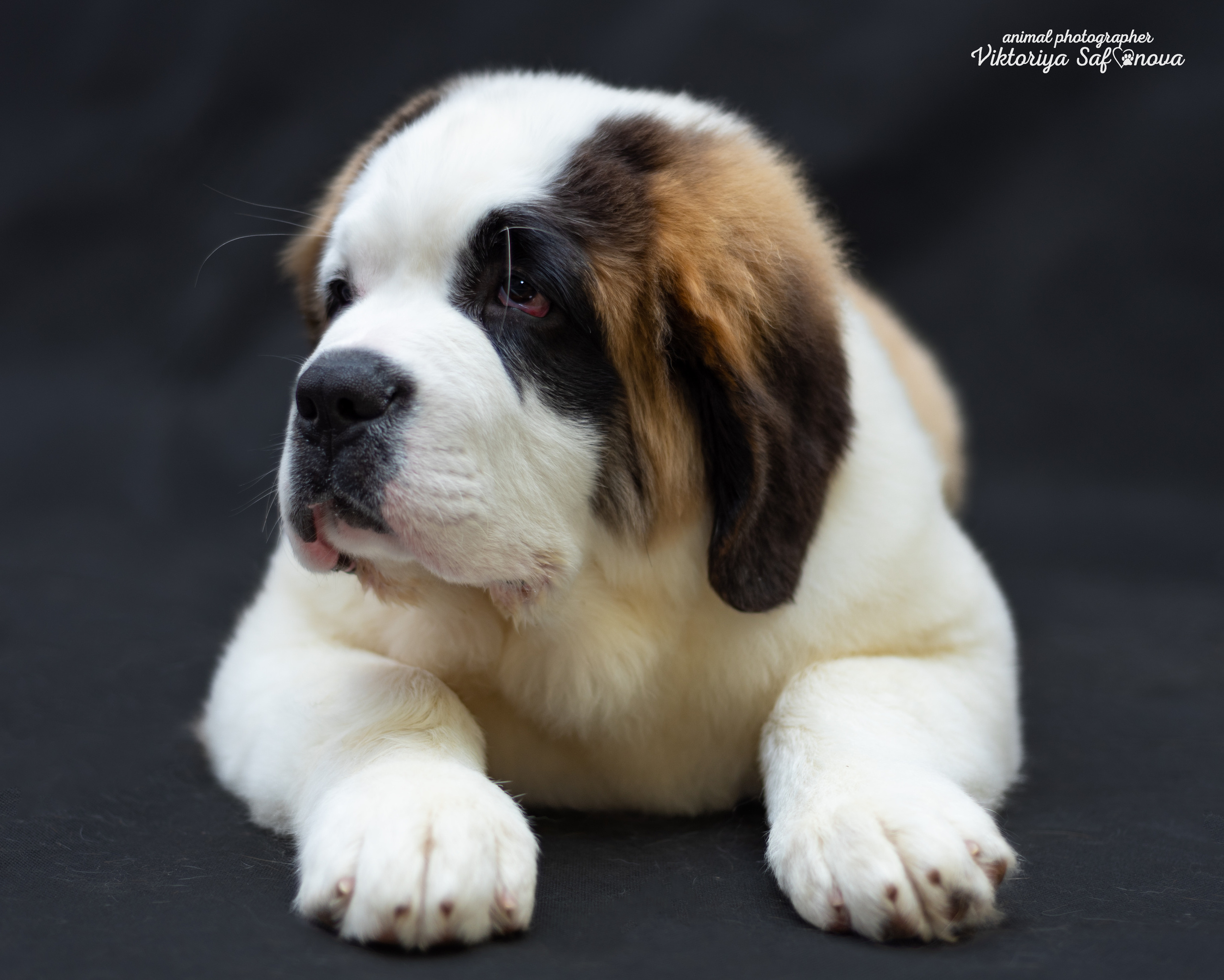 Сенбернары 19.10.2022. Фотограф анималист Благовещенск. Сафонова Виктория
