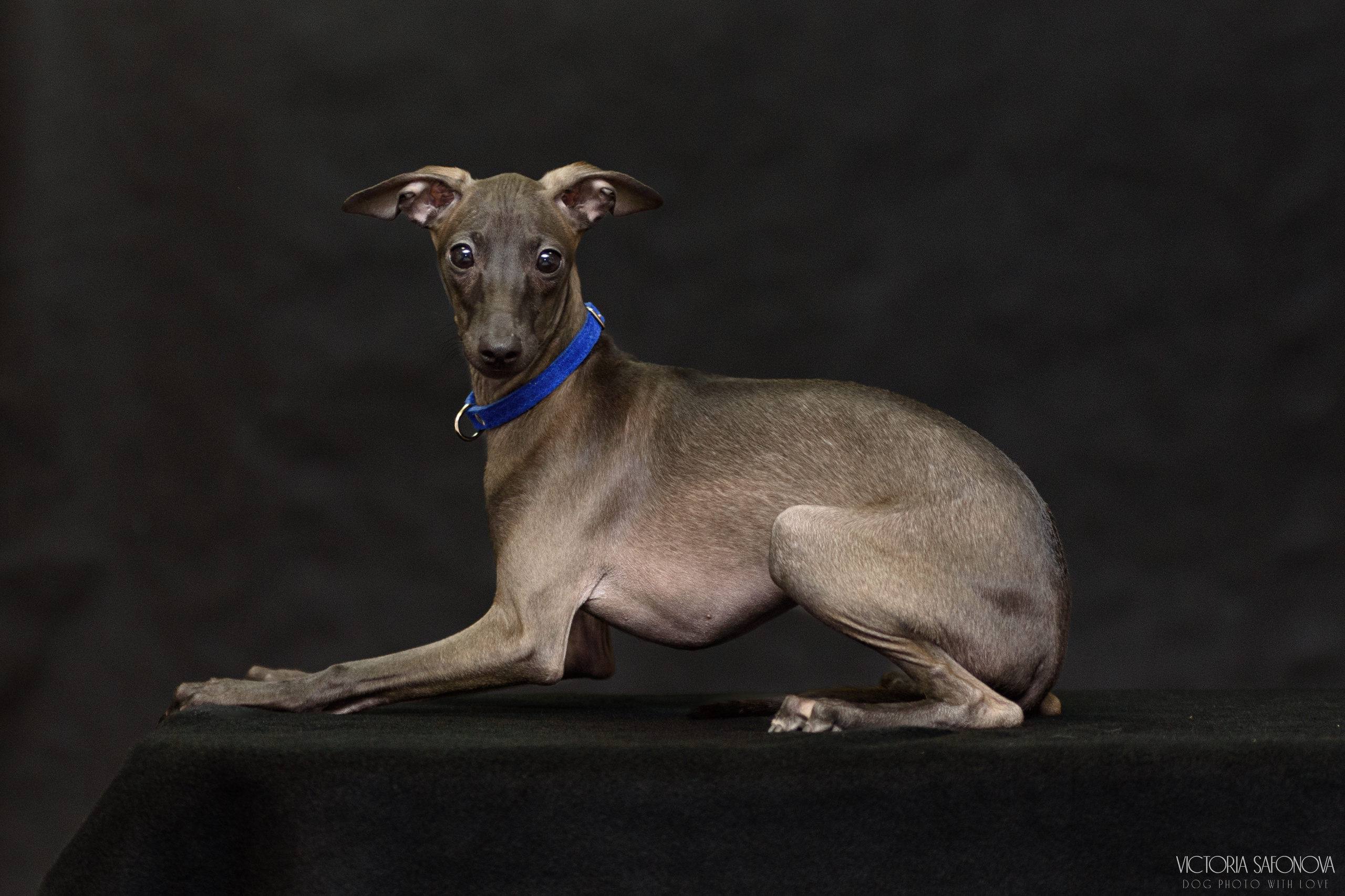 Левретки 20.03.2023. Фотограф анималист Благовещенск. Сафонова Виктория