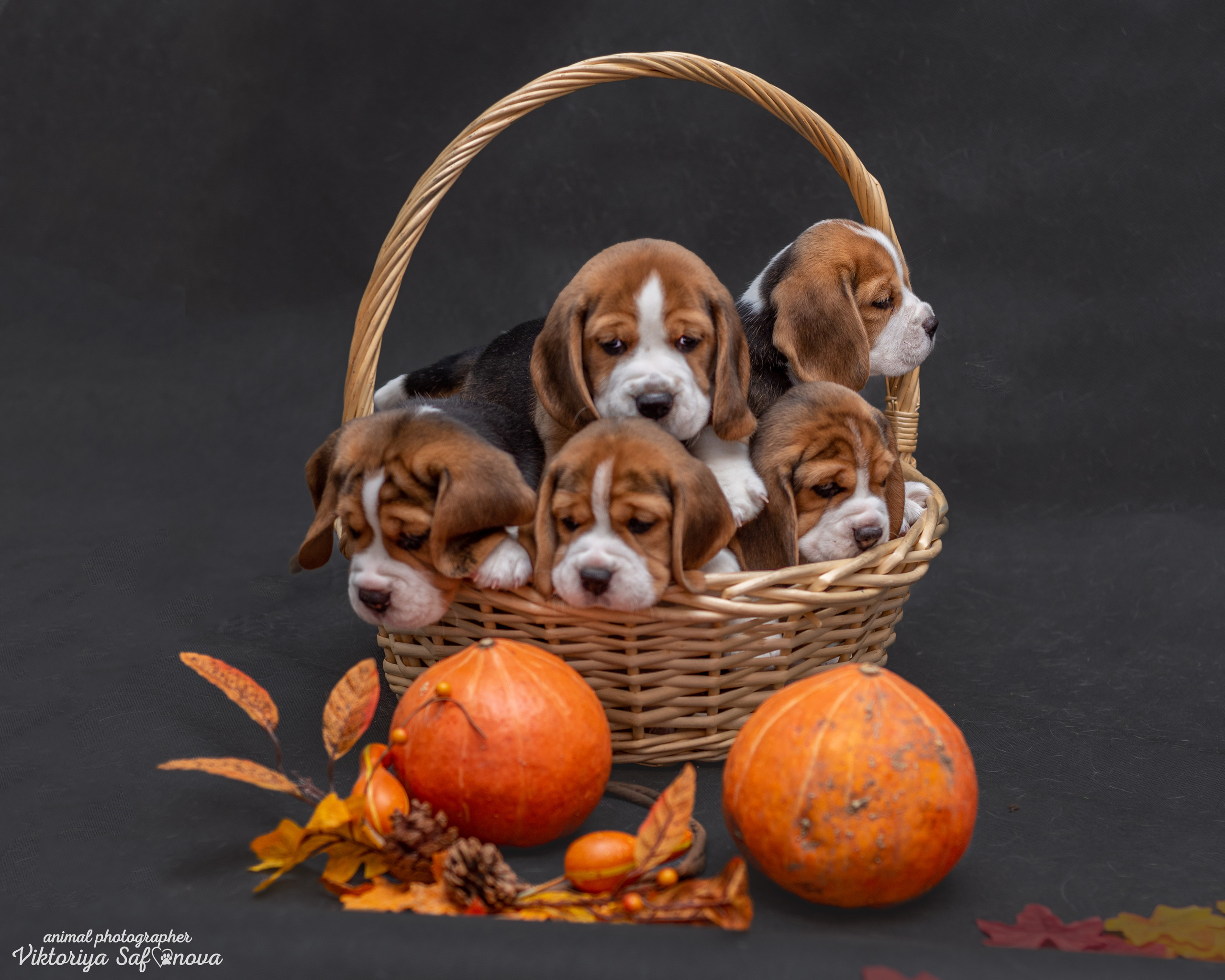Бигли 25.09.2022. Фотограф анималист Благовещенск. Сафонова Виктория