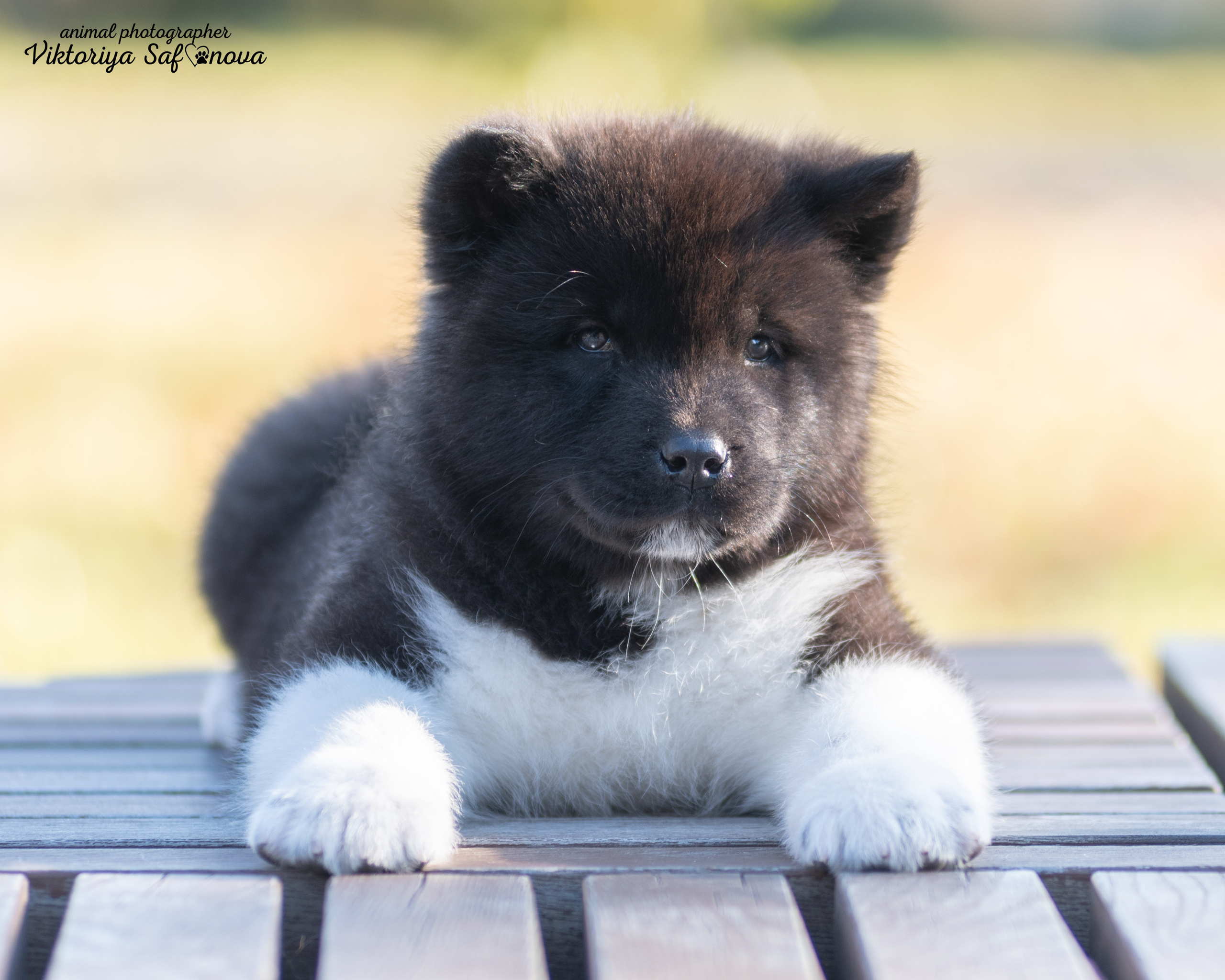 Американские акиты 10.10.2022. Фотограф анималист Благовещенск. Сафонова Виктория