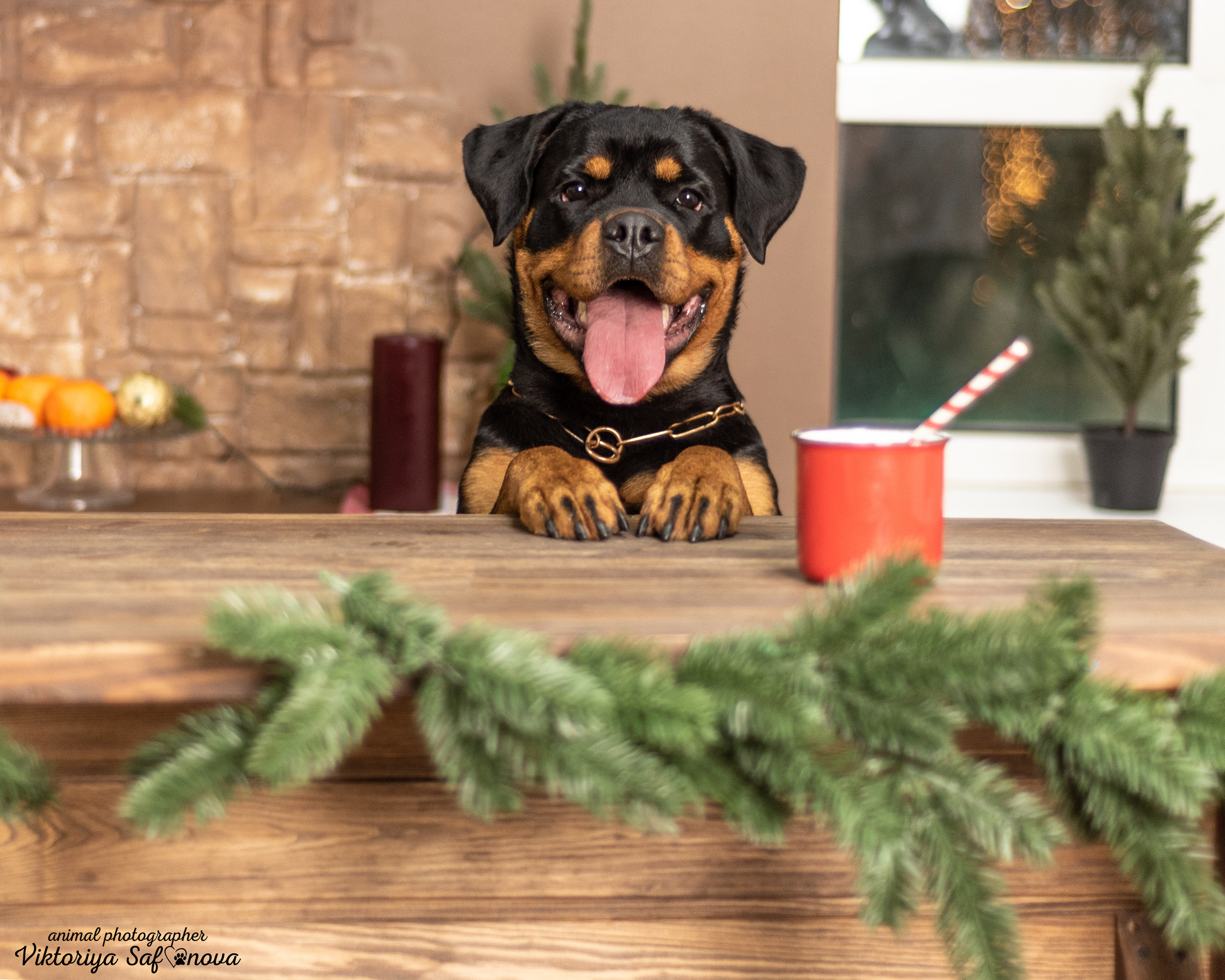 Лера. Фотограф анималист Благовещенск. Сафонова Виктория