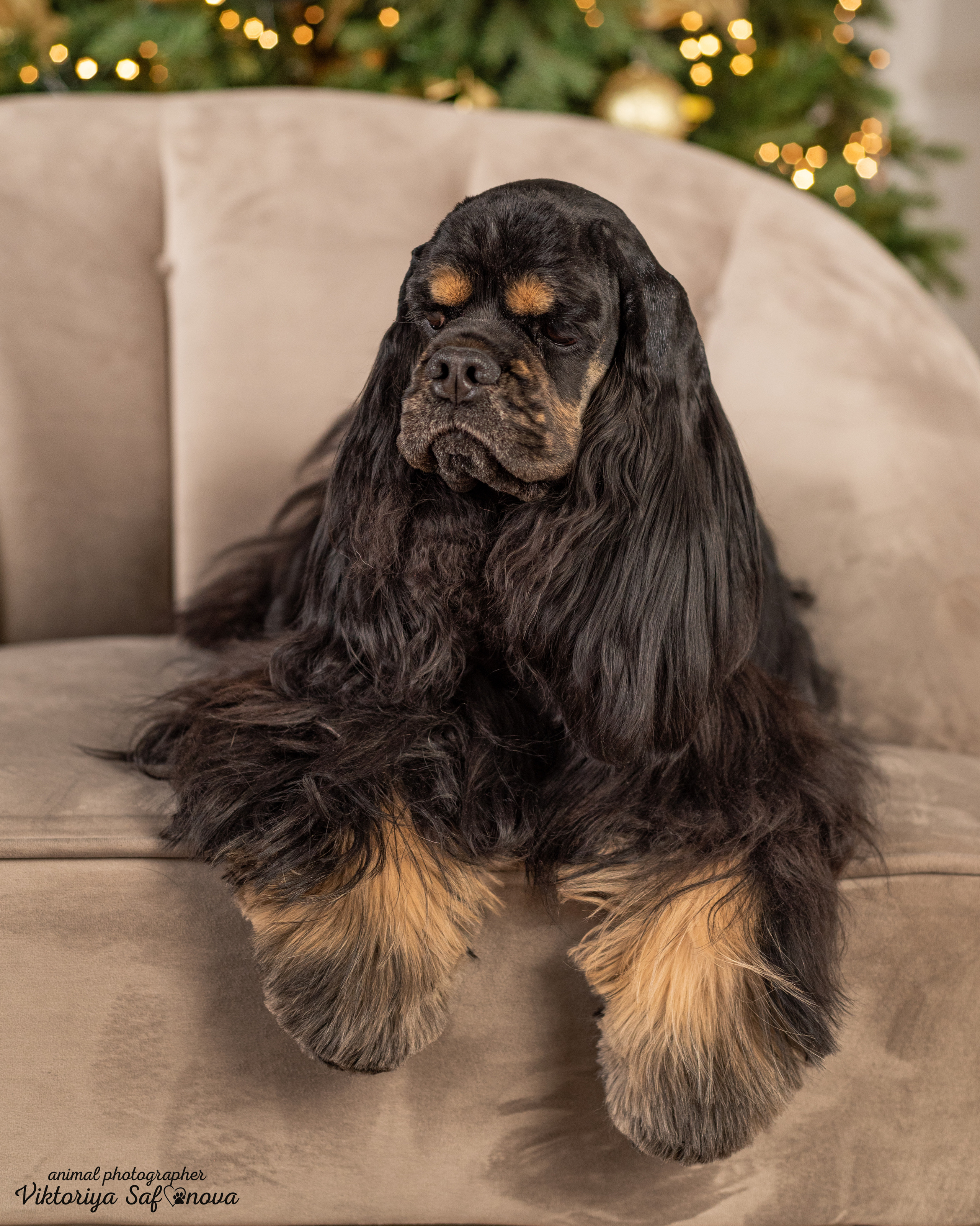 Акуна. Фотограф анималист Благовещенск. Сафонова Виктория