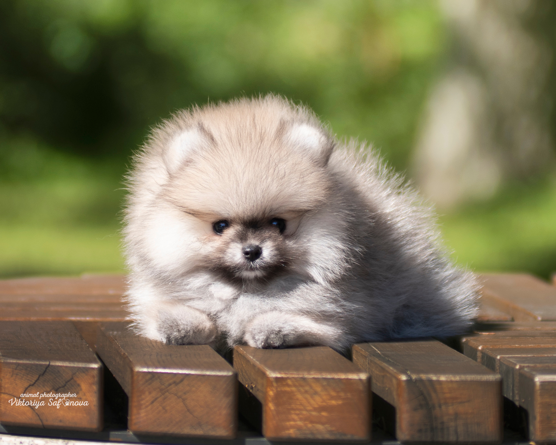 Немецкий шпиц 28.08.2022. Фотограф анималист Благовещенск. Сафонова Виктория