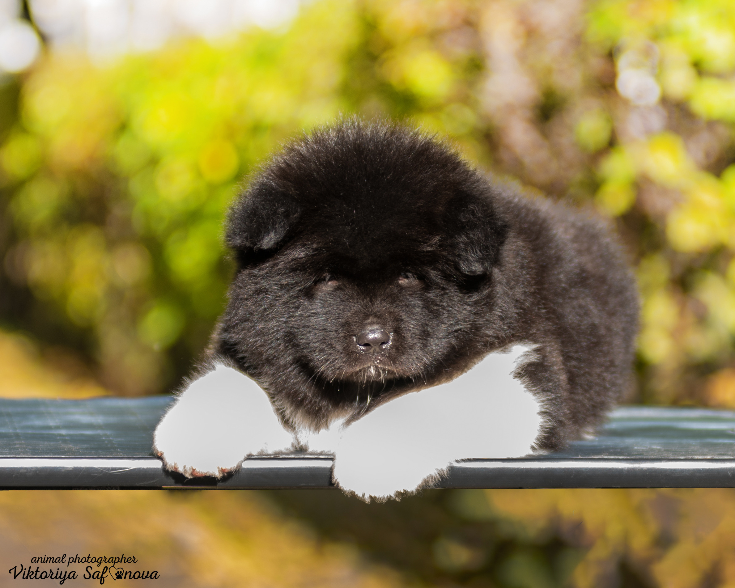 Американские акиты 24.09.2022. Фотограф анималист Благовещенск. Сафонова Виктория