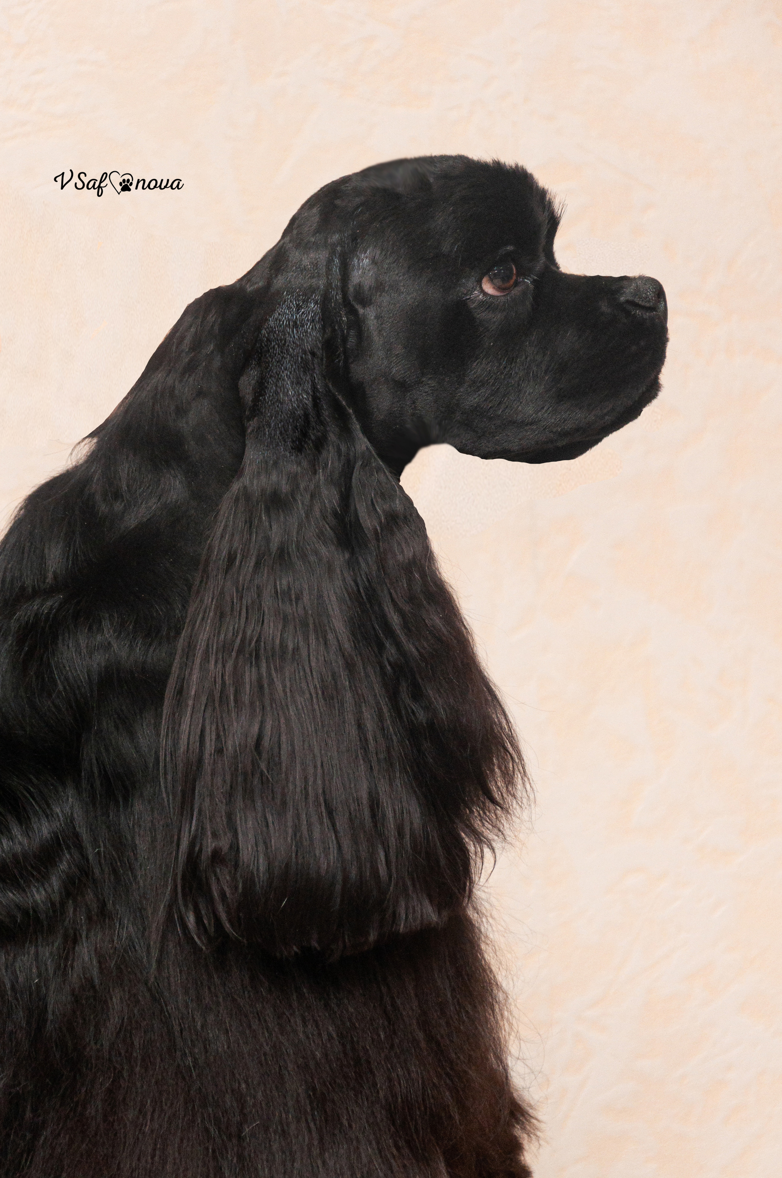 Американский кокер спаниель 26.03.2021. Фотограф анималист Благовещенск. Сафонова Виктория