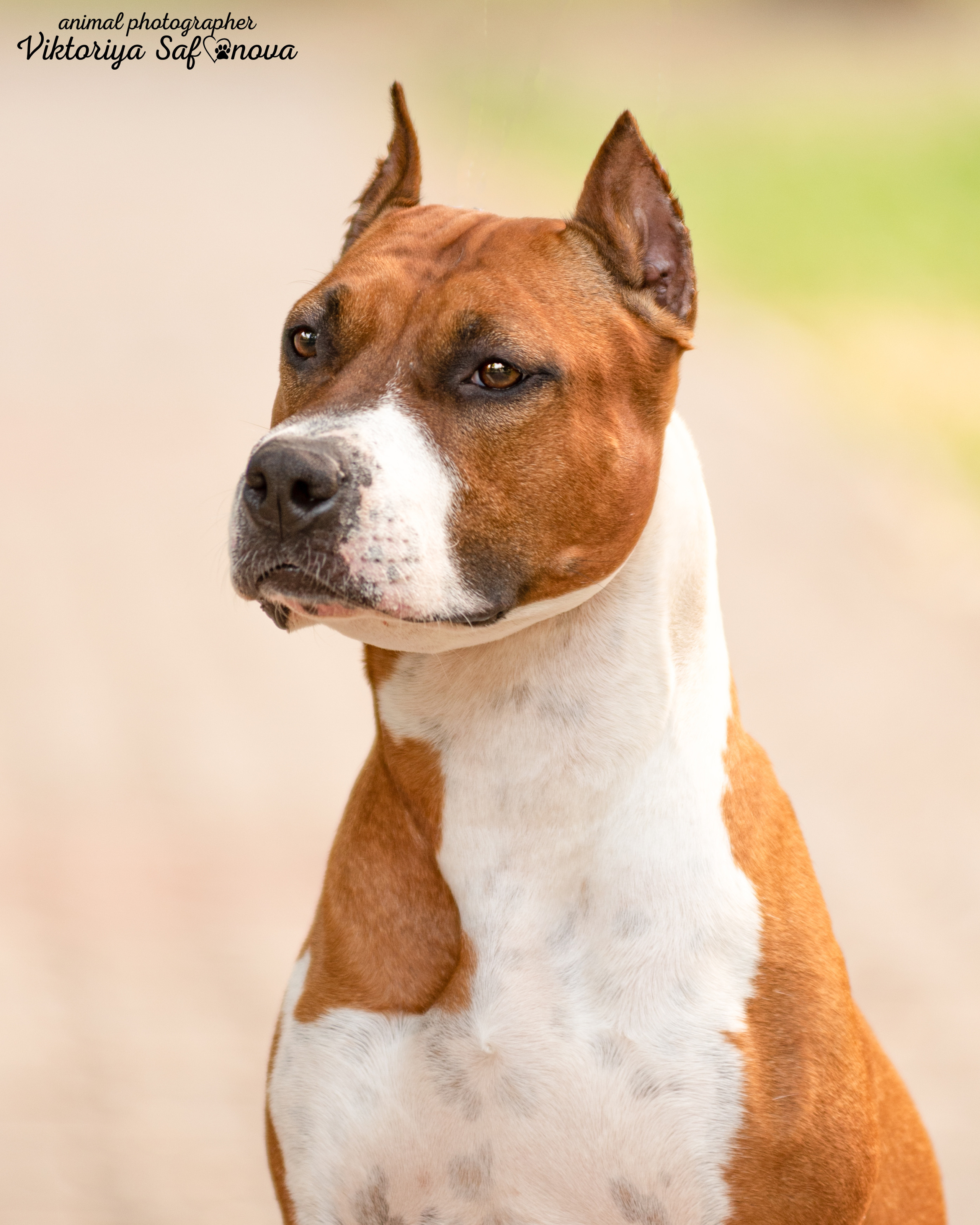 Американский стаффордширский терьер 14.06.2022. Фотограф анималист Благовещенск. Сафонова Виктория