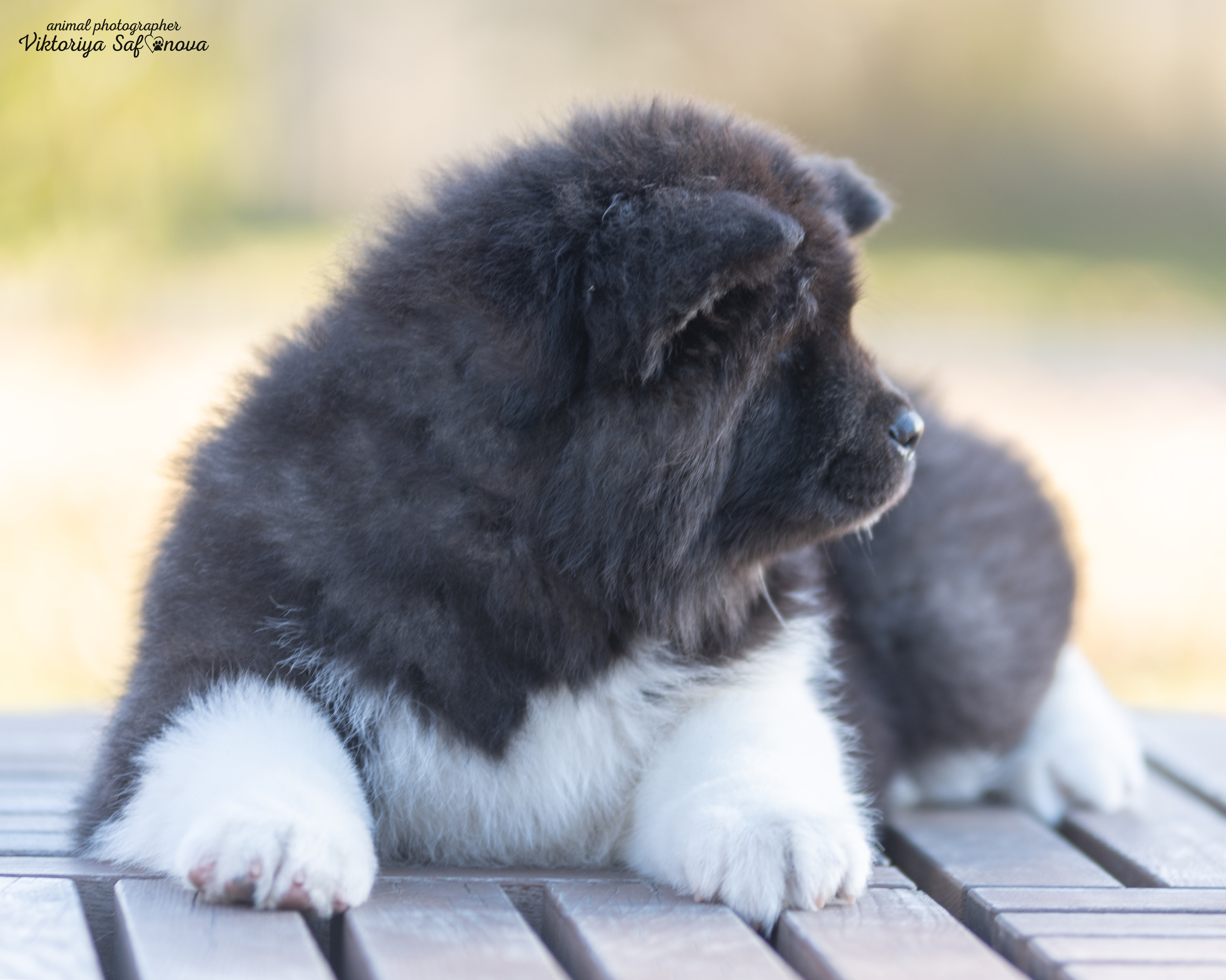 Американские акиты 10.10.2022. Фотограф анималист Благовещенск. Сафонова Виктория