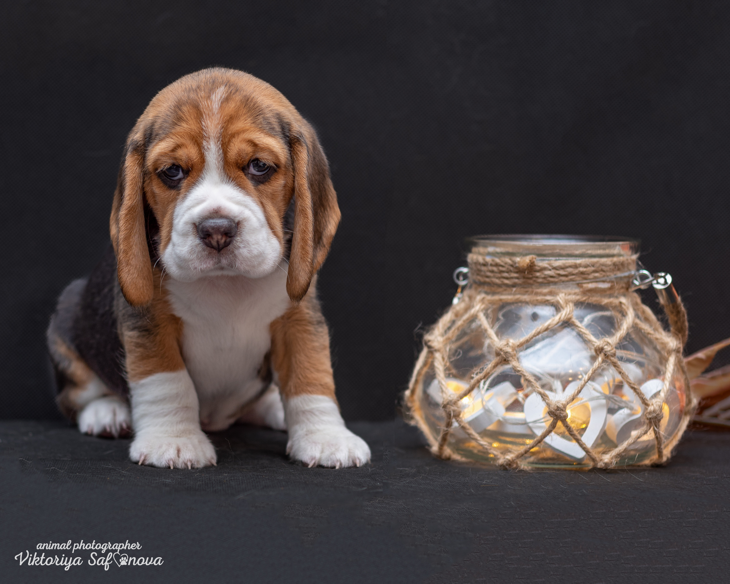 Бигли 25.09.2022. Фотограф анималист Благовещенск. Сафонова Виктория