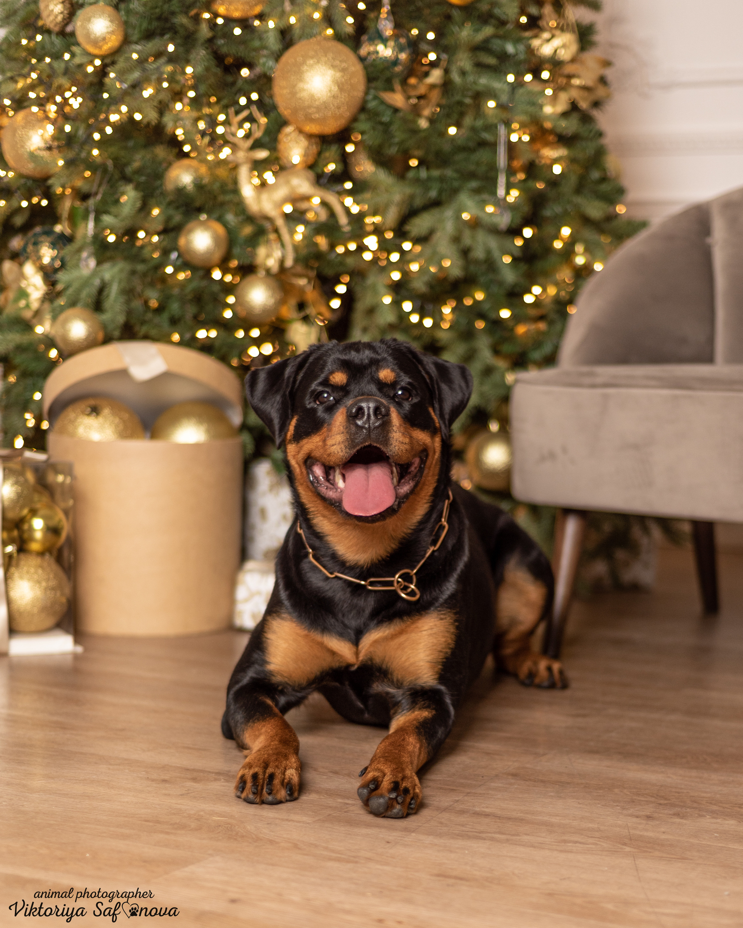 Лера. Фотограф анималист Благовещенск. Сафонова Виктория