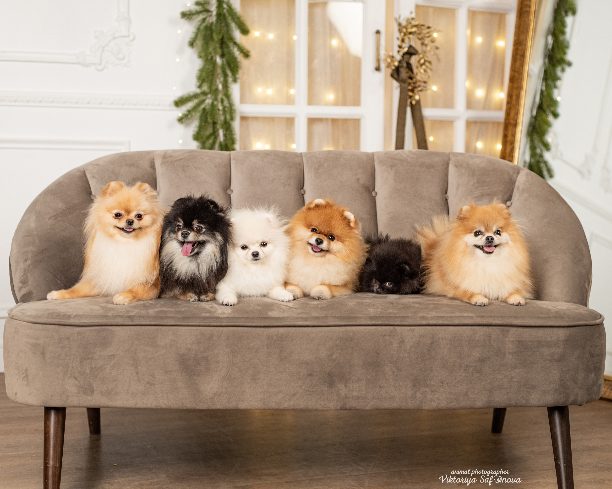 Тася, Мишель и шпицы. Фотограф анималист Благовещенск. Сафонова Виктория