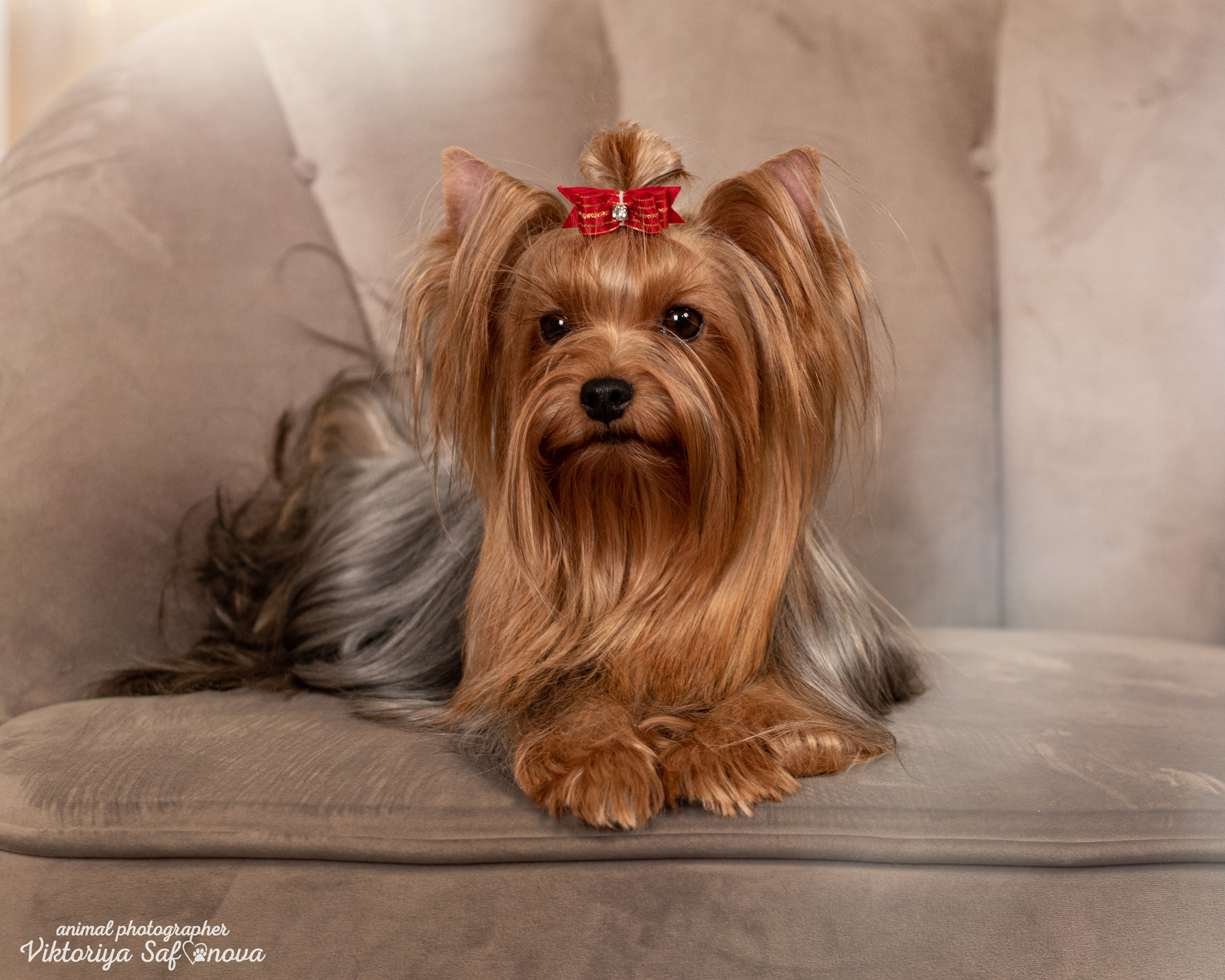 Саша, Пери и Френк. Фотограф анималист Благовещенск. Сафонова Виктория