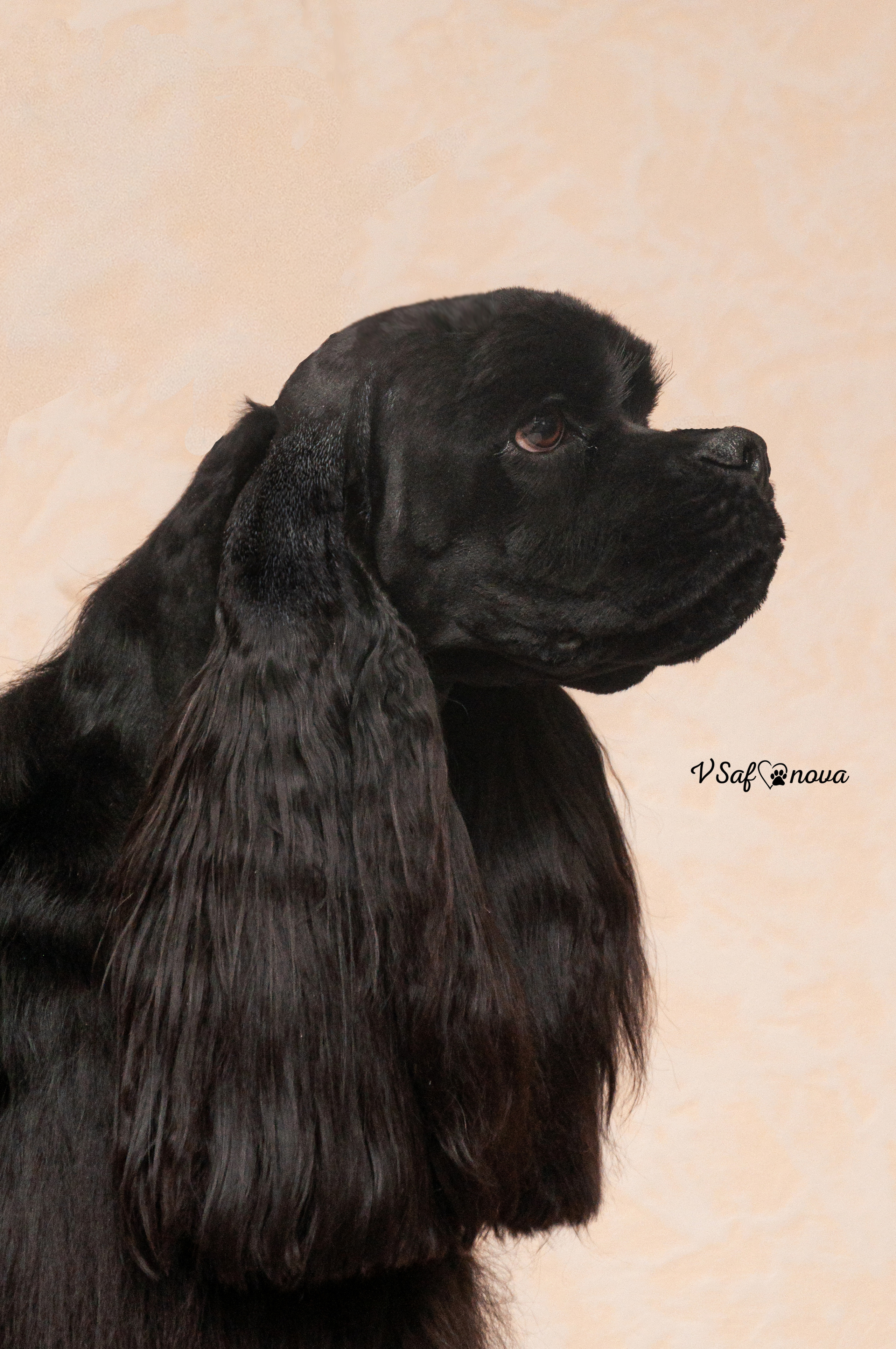 Американский кокер спаниель 26.03.2021. Фотограф анималист Благовещенск. Сафонова Виктория