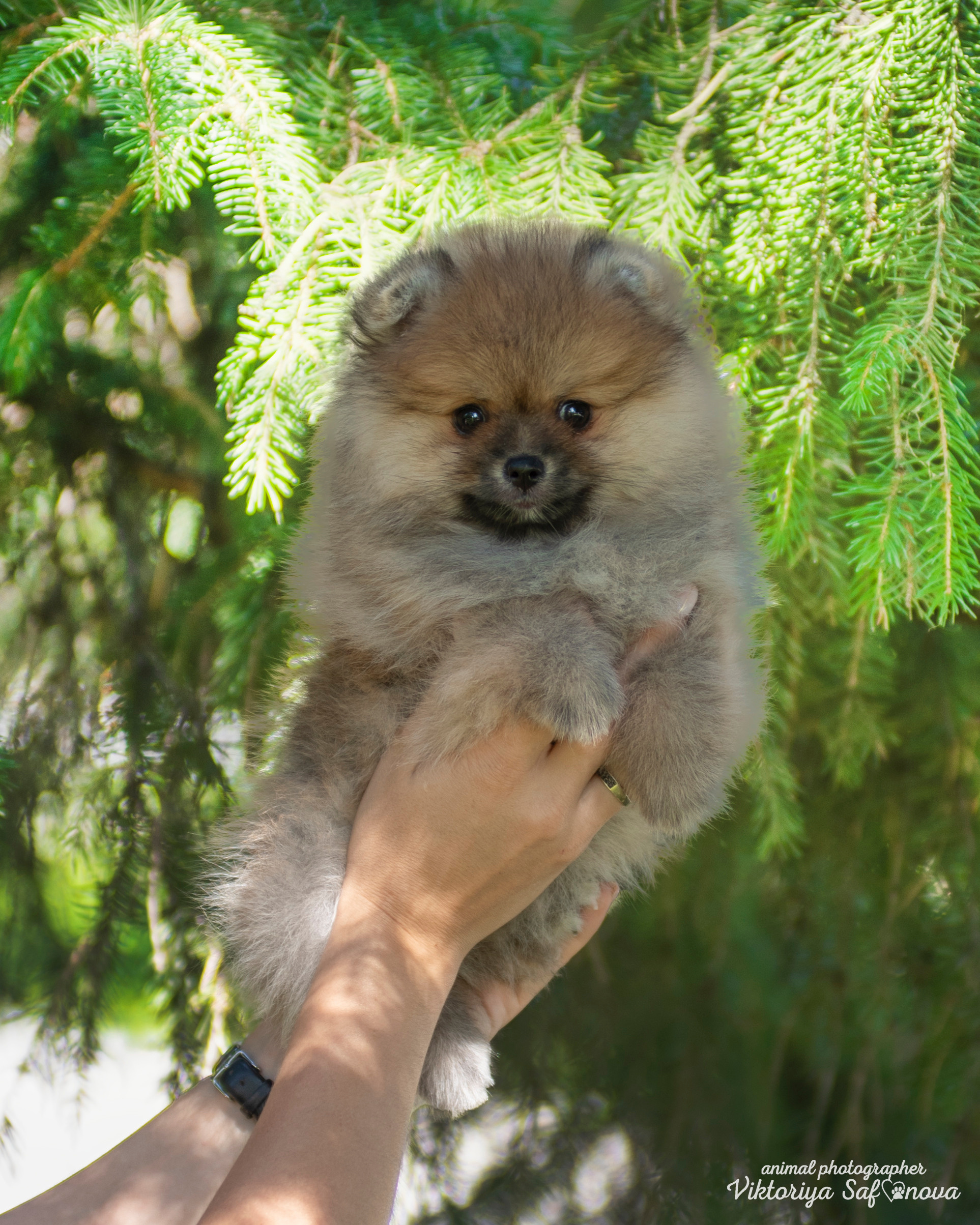 Немецкий шпиц 28.08.2022. Фотограф анималист Благовещенск. Сафонова Виктория