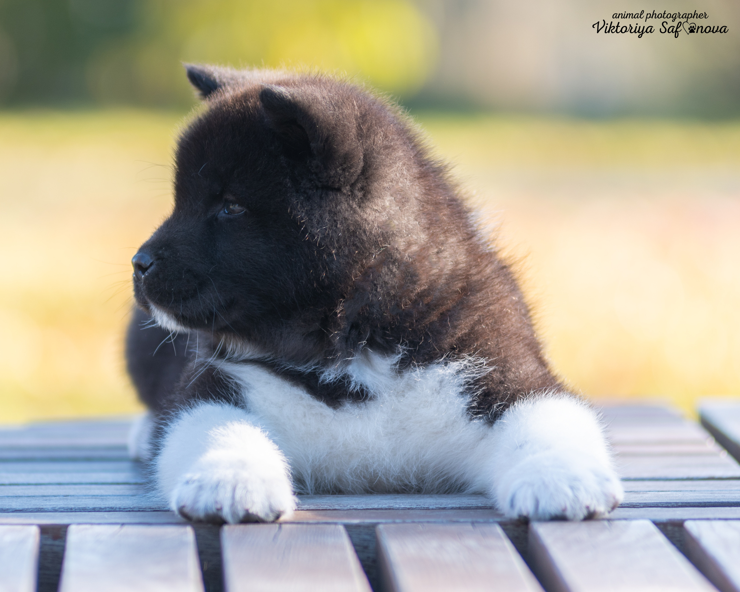 Американские акиты 10.10.2022. Фотограф анималист Благовещенск. Сафонова Виктория