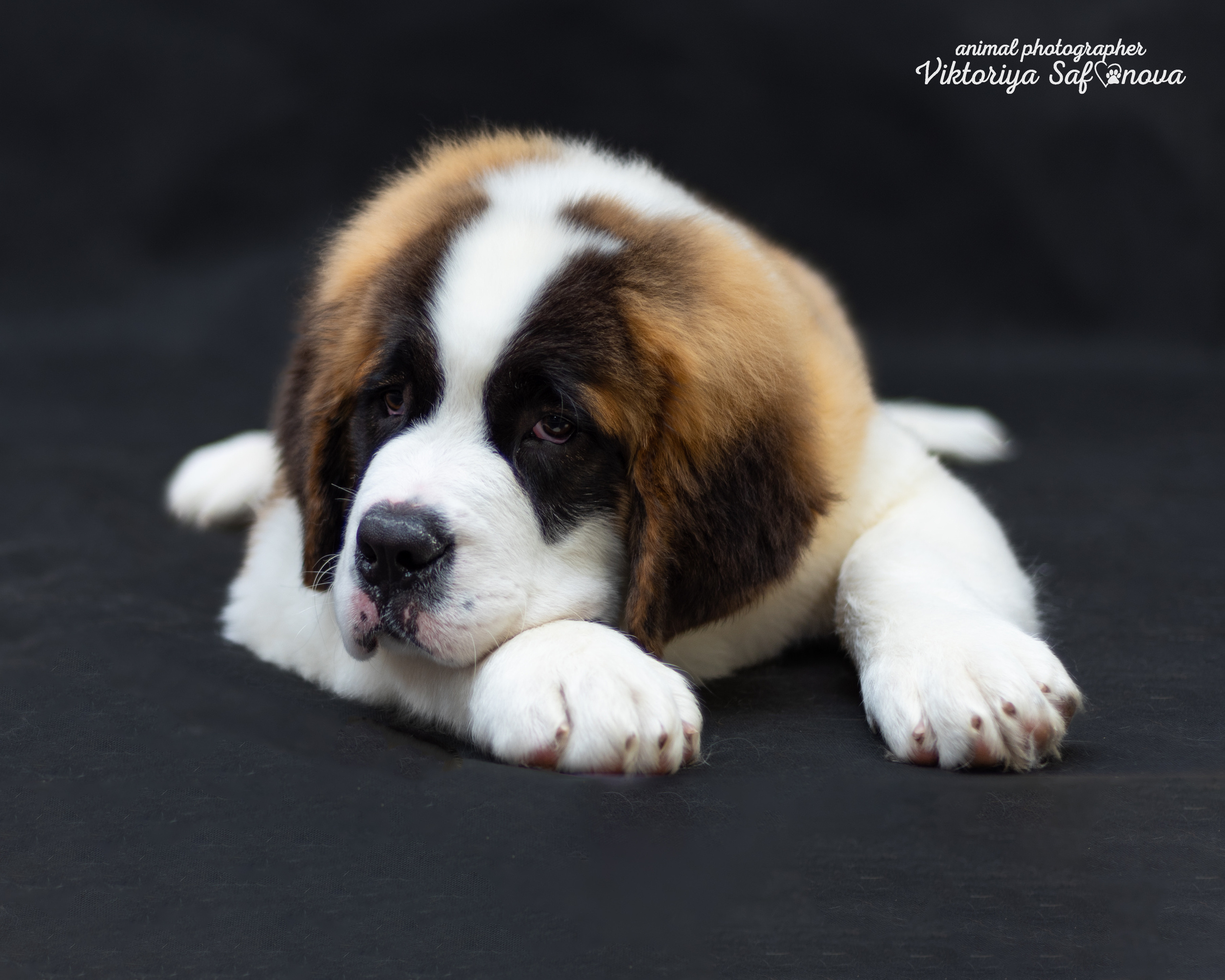 Сенбернары 19.10.2022. Фотограф анималист Благовещенск. Сафонова Виктория