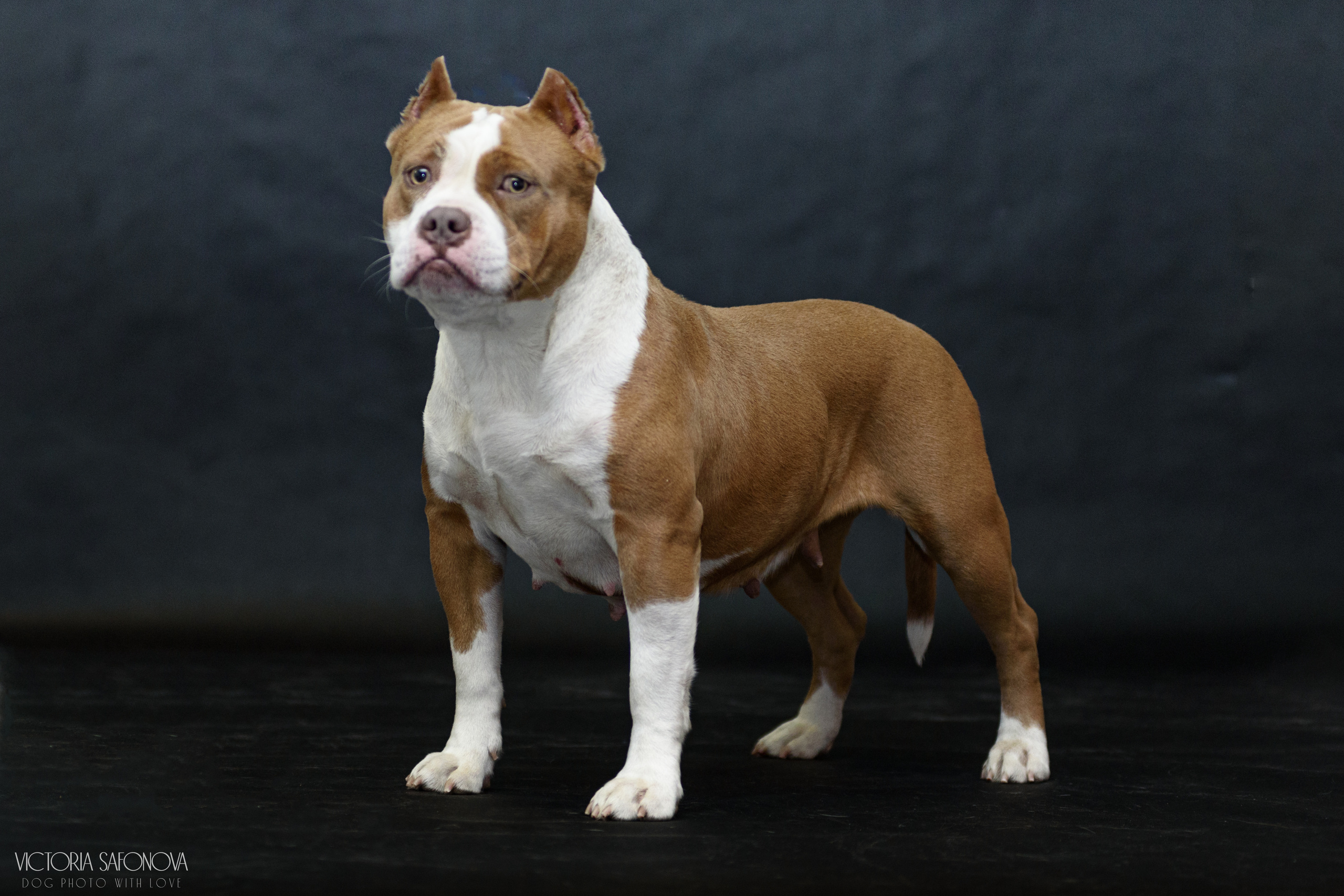 Американские булли 28.02.2023. Фотограф анималист Благовещенск. Сафонова Виктория