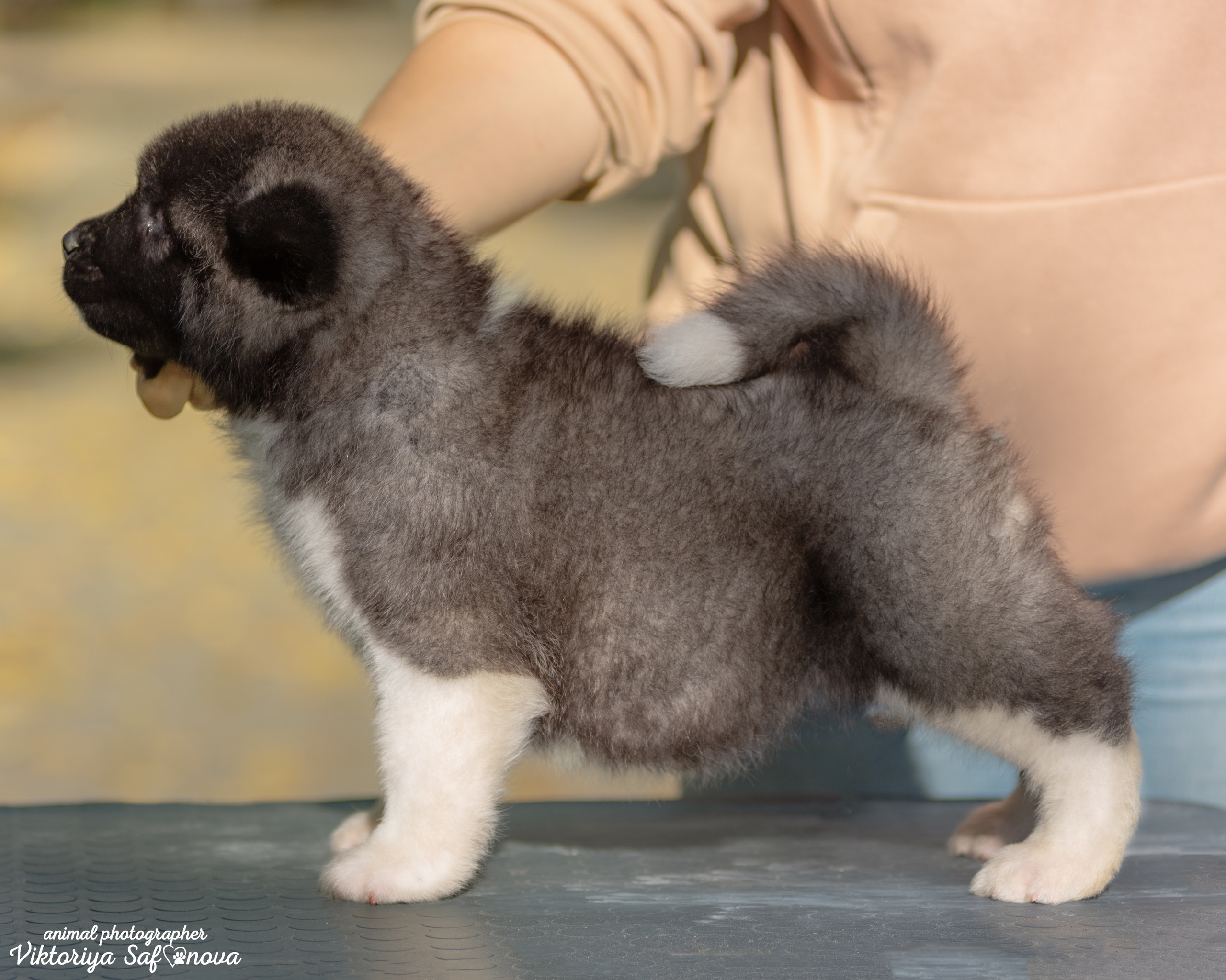 Американские акиты 24.09.2022. Фотограф анималист Благовещенск. Сафонова Виктория