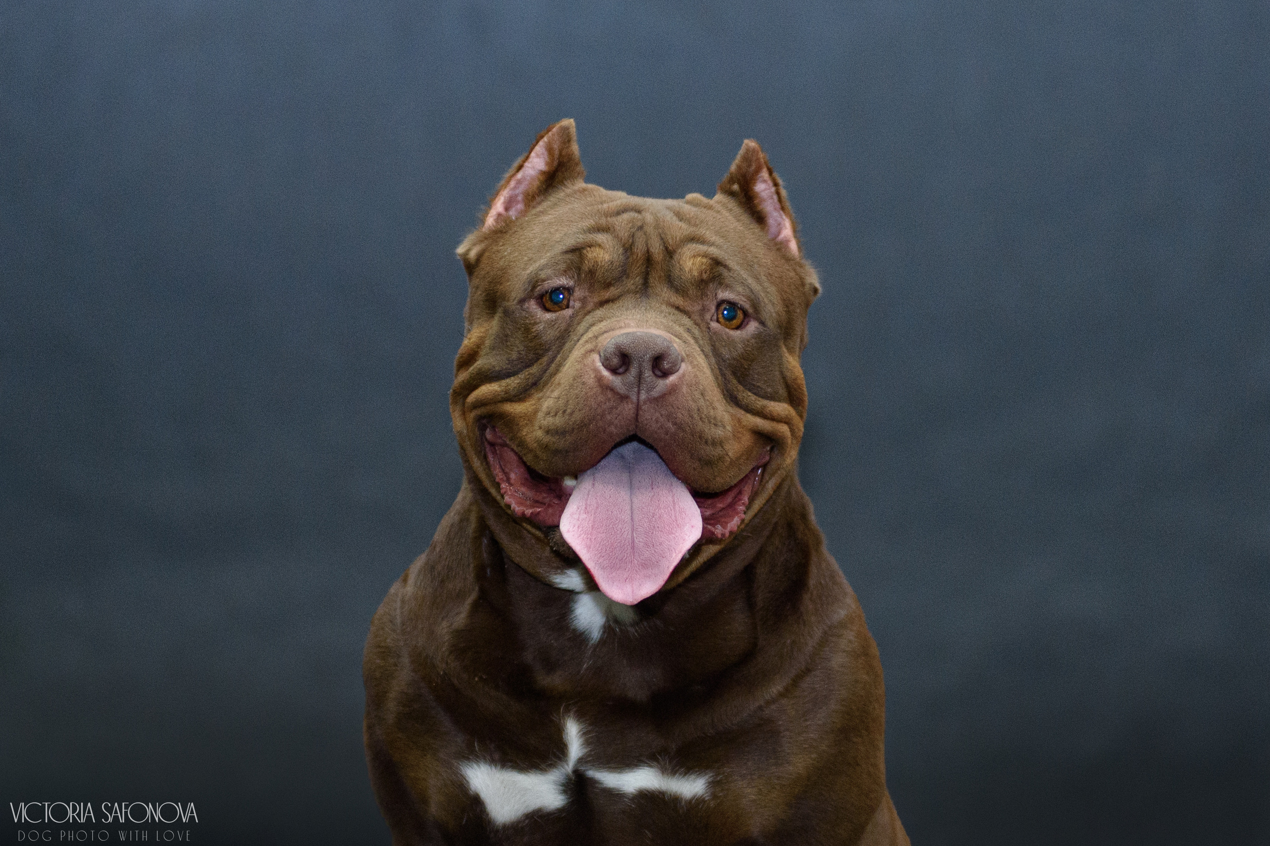 Американские булли 28.02.2023. Фотограф анималист Благовещенск. Сафонова Виктория