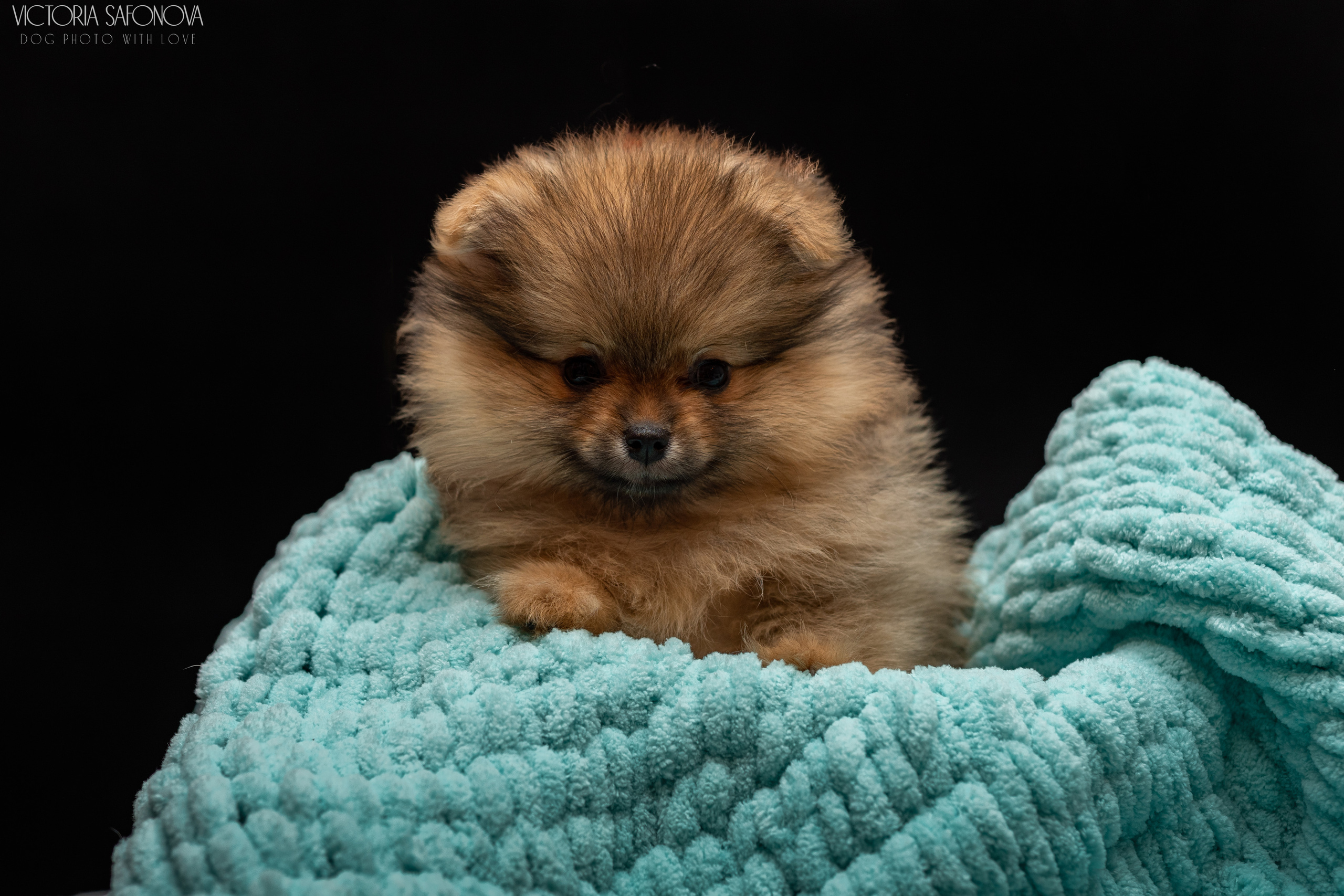 Шпицы 10.03.2023. Фотограф анималист Благовещенск. Сафонова Виктория