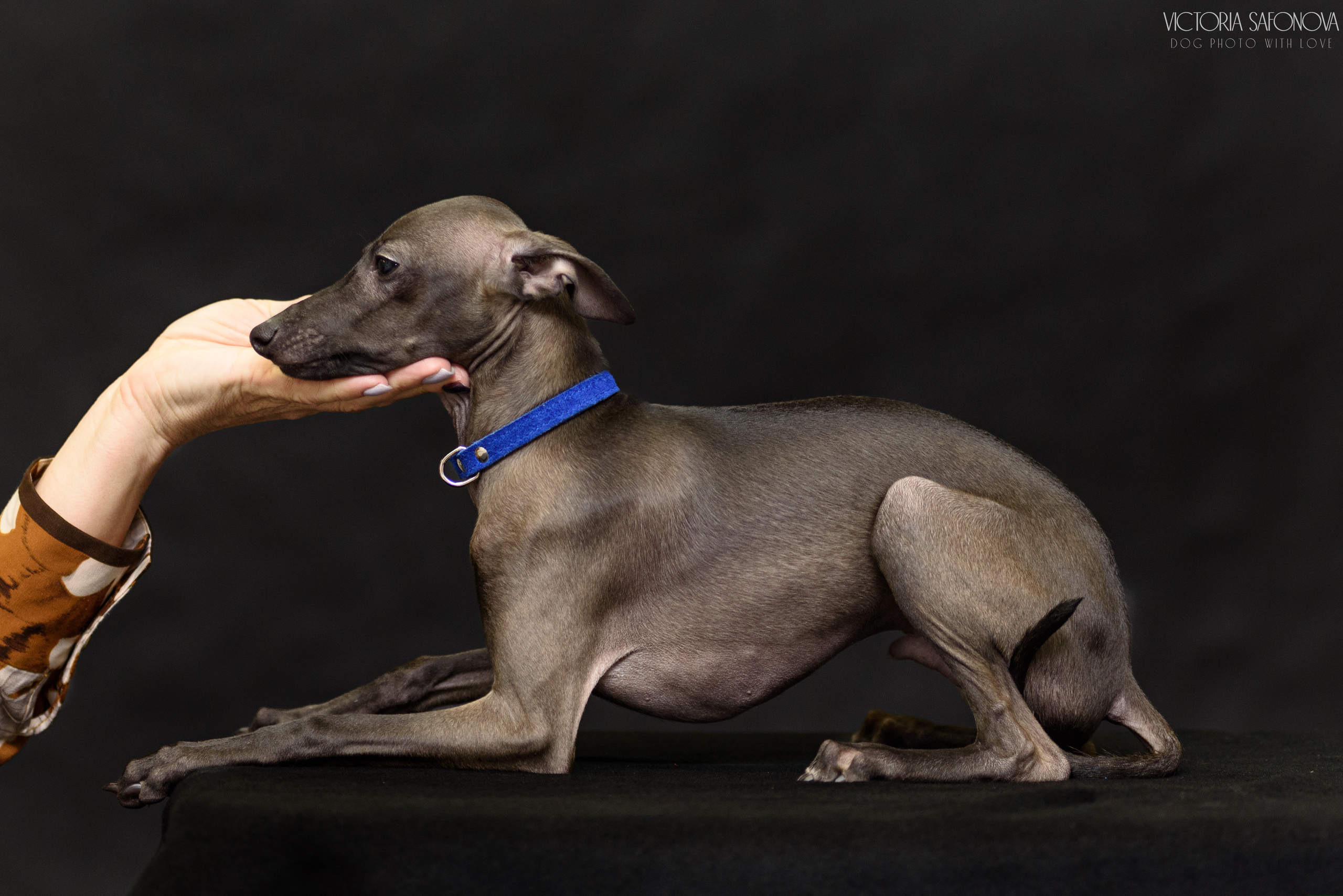 Левретки 20.03.2023. Фотограф анималист Благовещенск. Сафонова Виктория