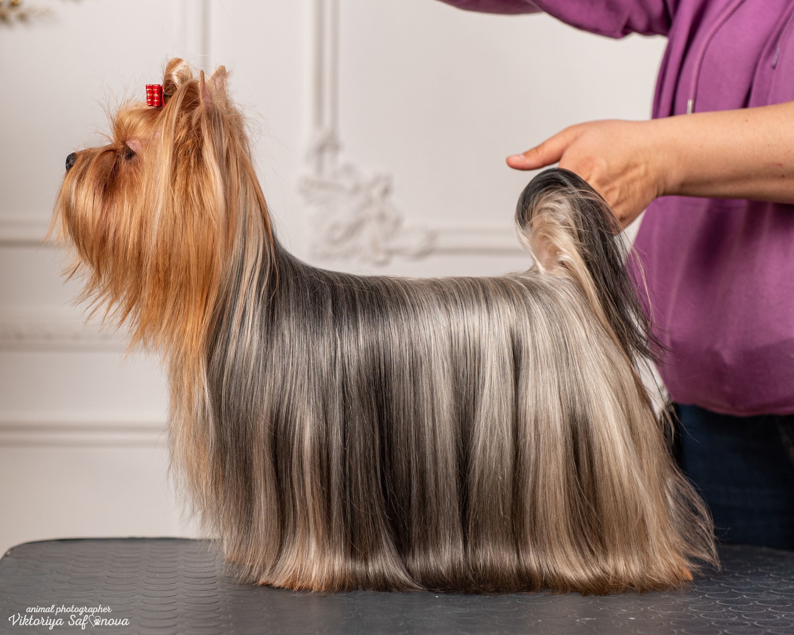 Саша, Пери и Френк. Фотограф анималист Благовещенск. Сафонова Виктория