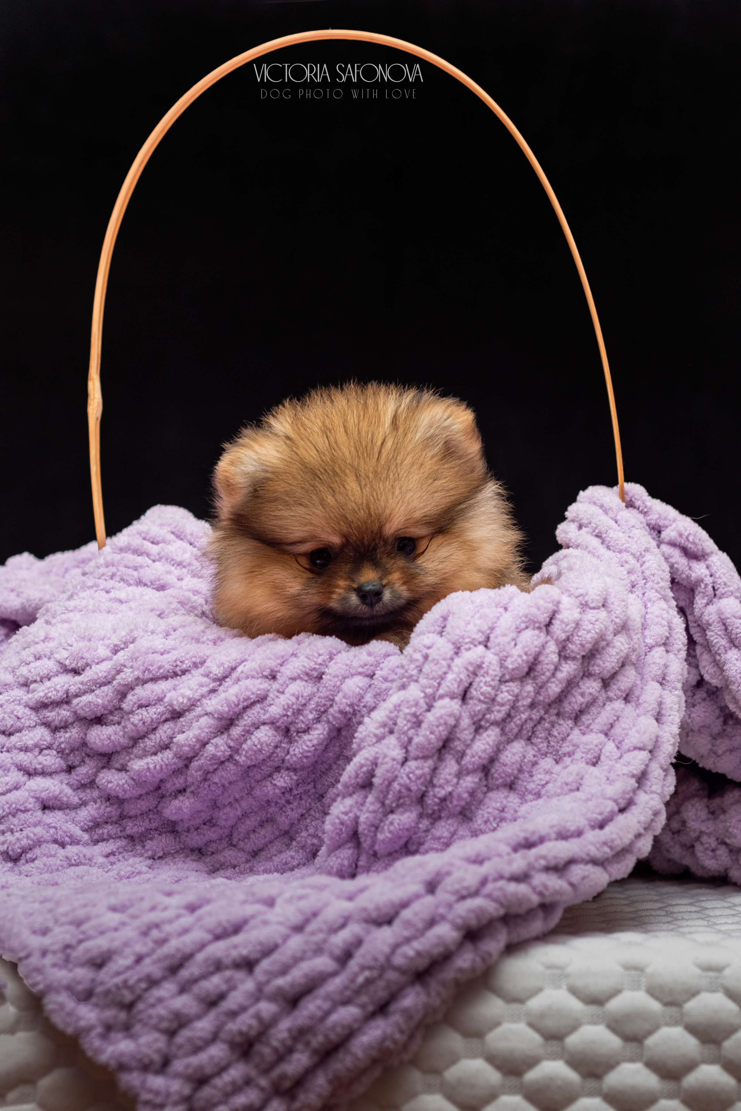 Шпицы 10.03.2023. Фотограф анималист Благовещенск. Сафонова Виктория