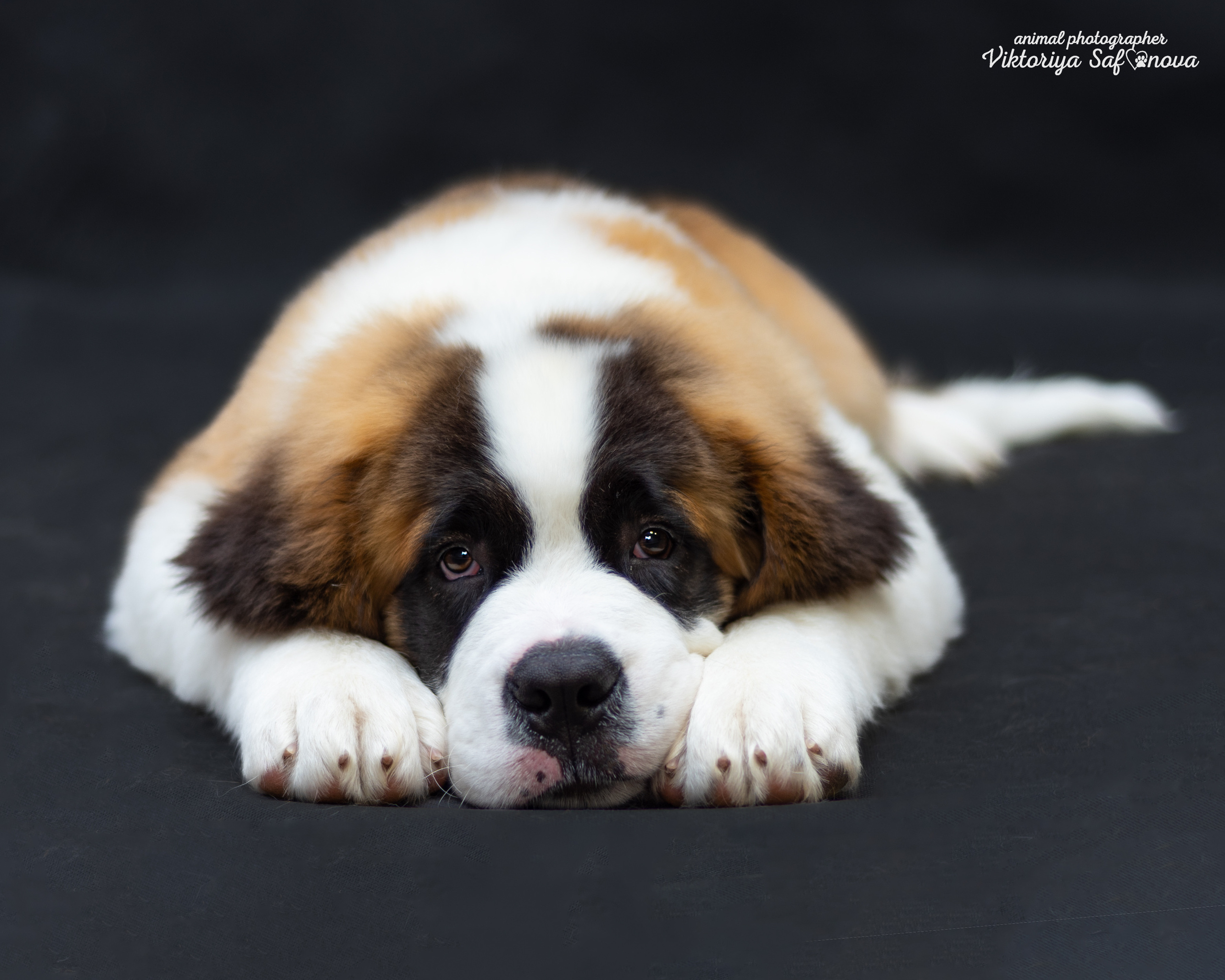 Сенбернары 19.10.2022. Фотограф анималист Благовещенск. Сафонова Виктория