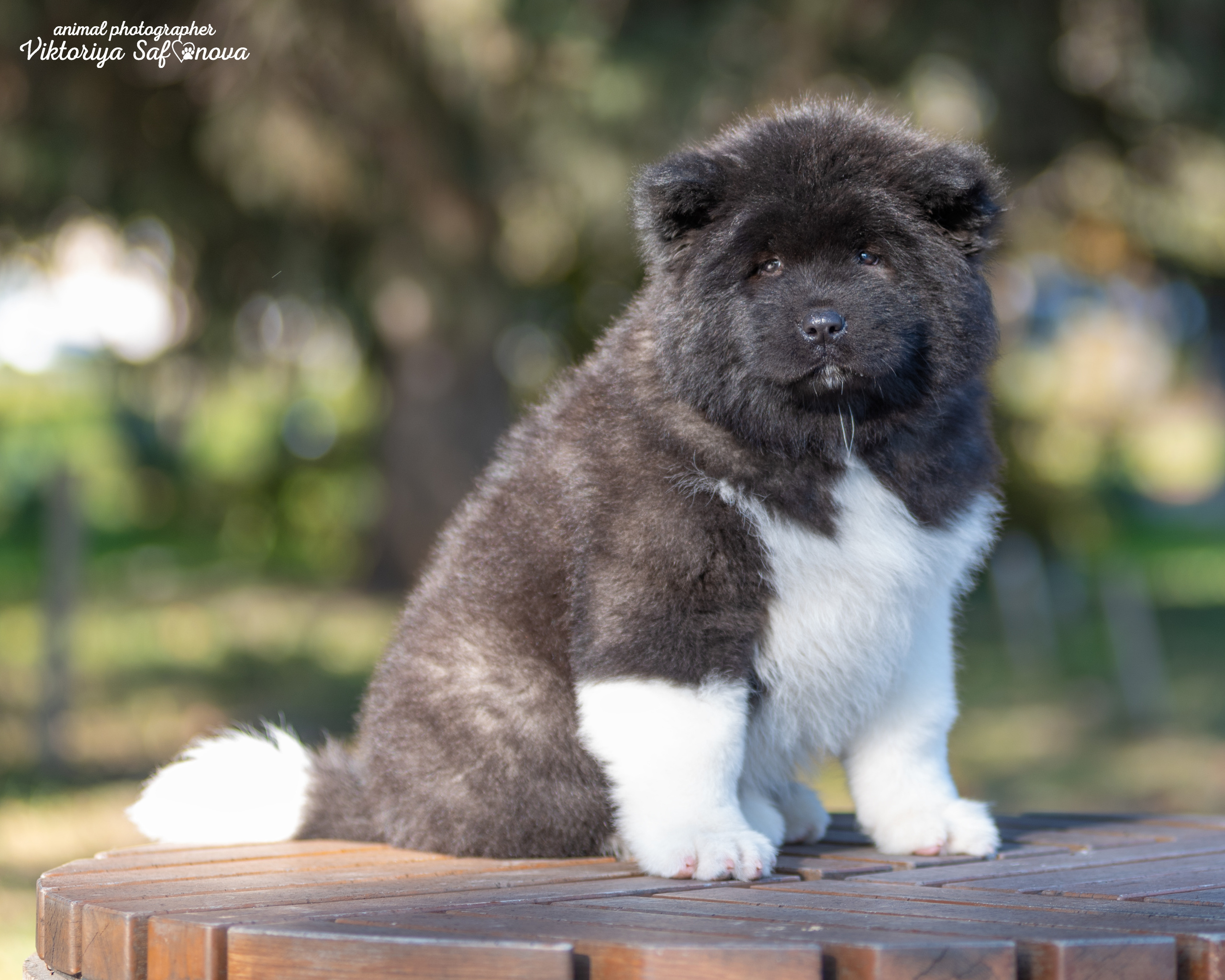 Американские акиты 10.10.2022. Фотограф анималист Благовещенск. Сафонова Виктория