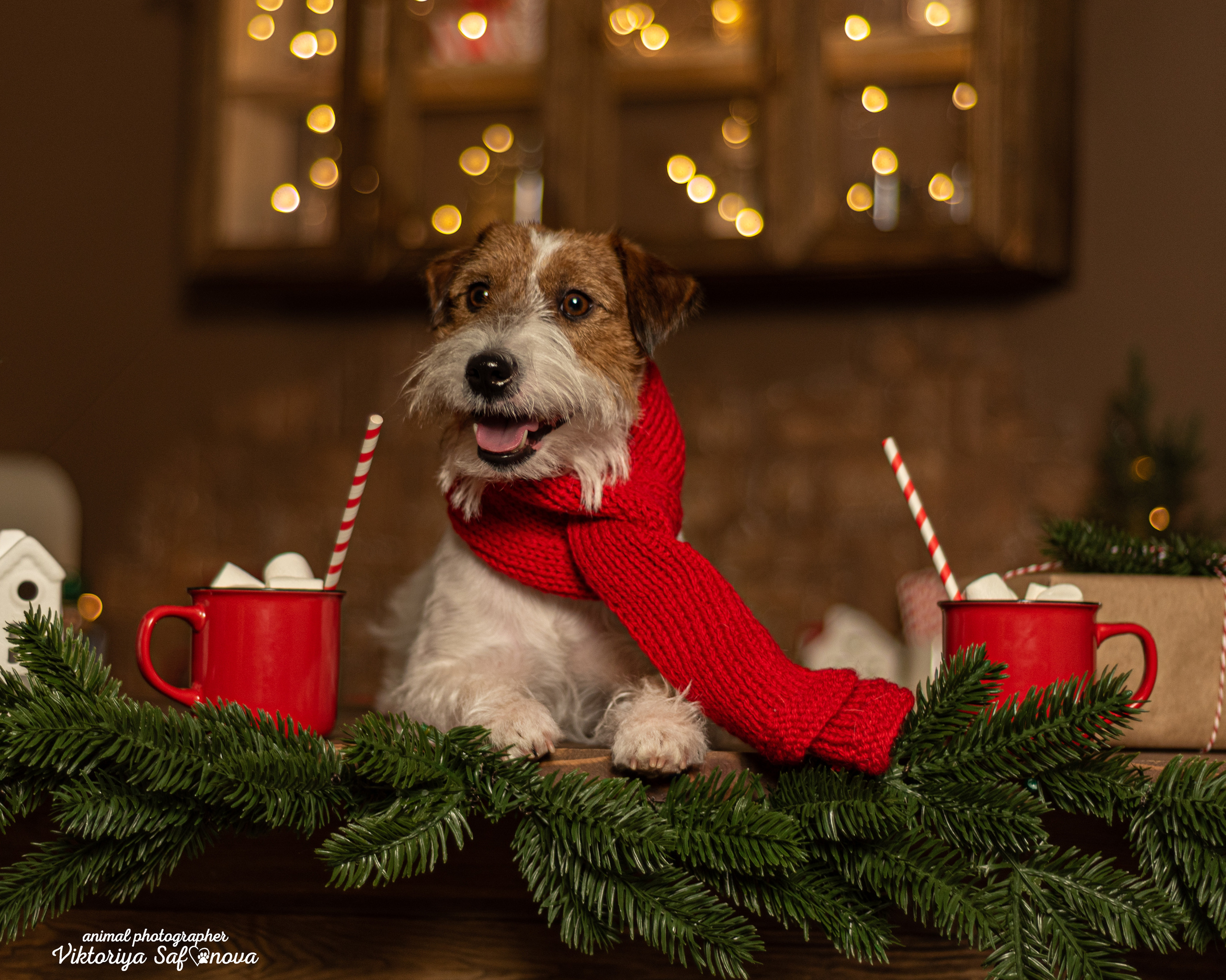 Перчик. Фотограф анималист Благовещенск. Сафонова Виктория