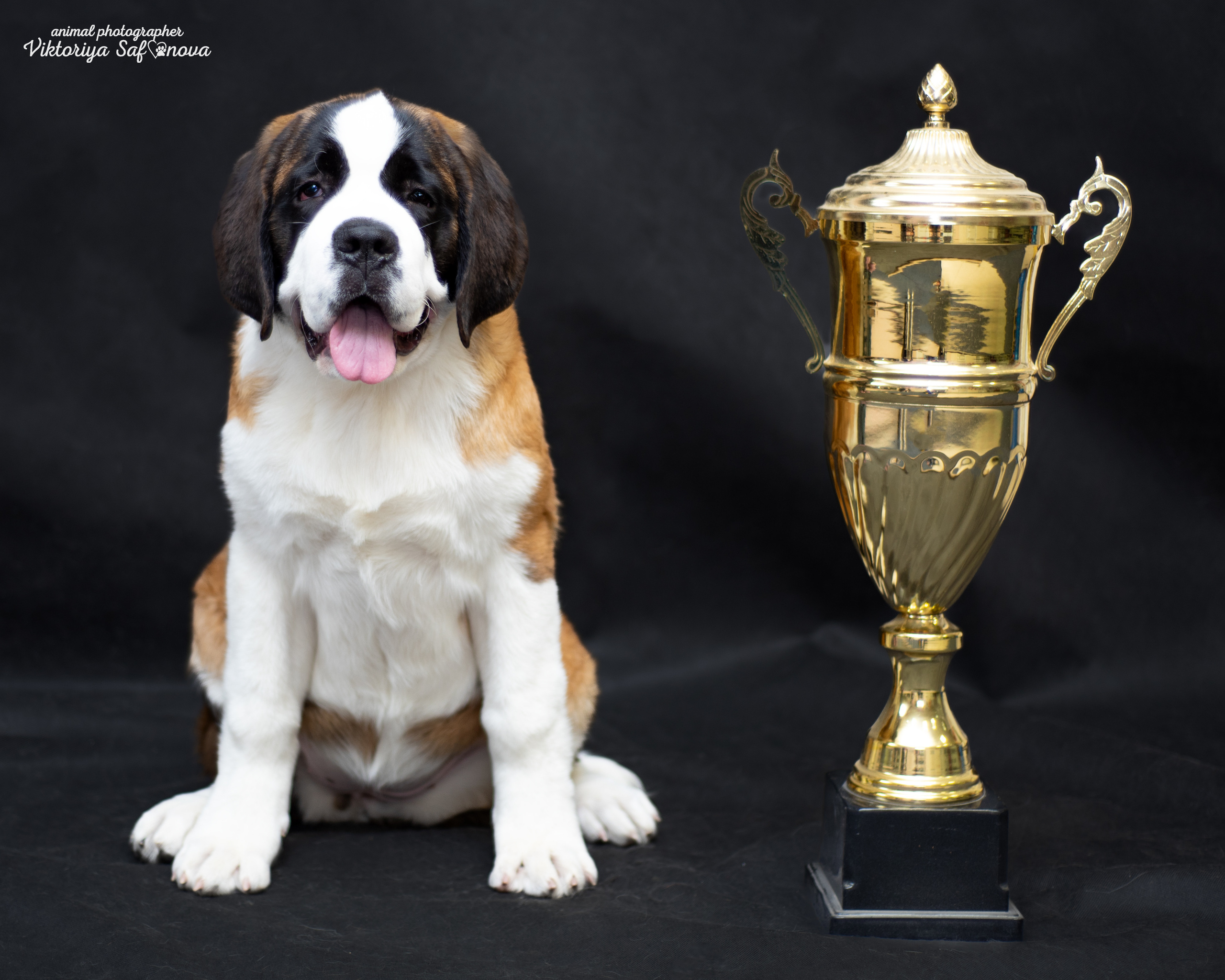 Сенбернары 19.10.2022. Фотограф анималист Благовещенск. Сафонова Виктория