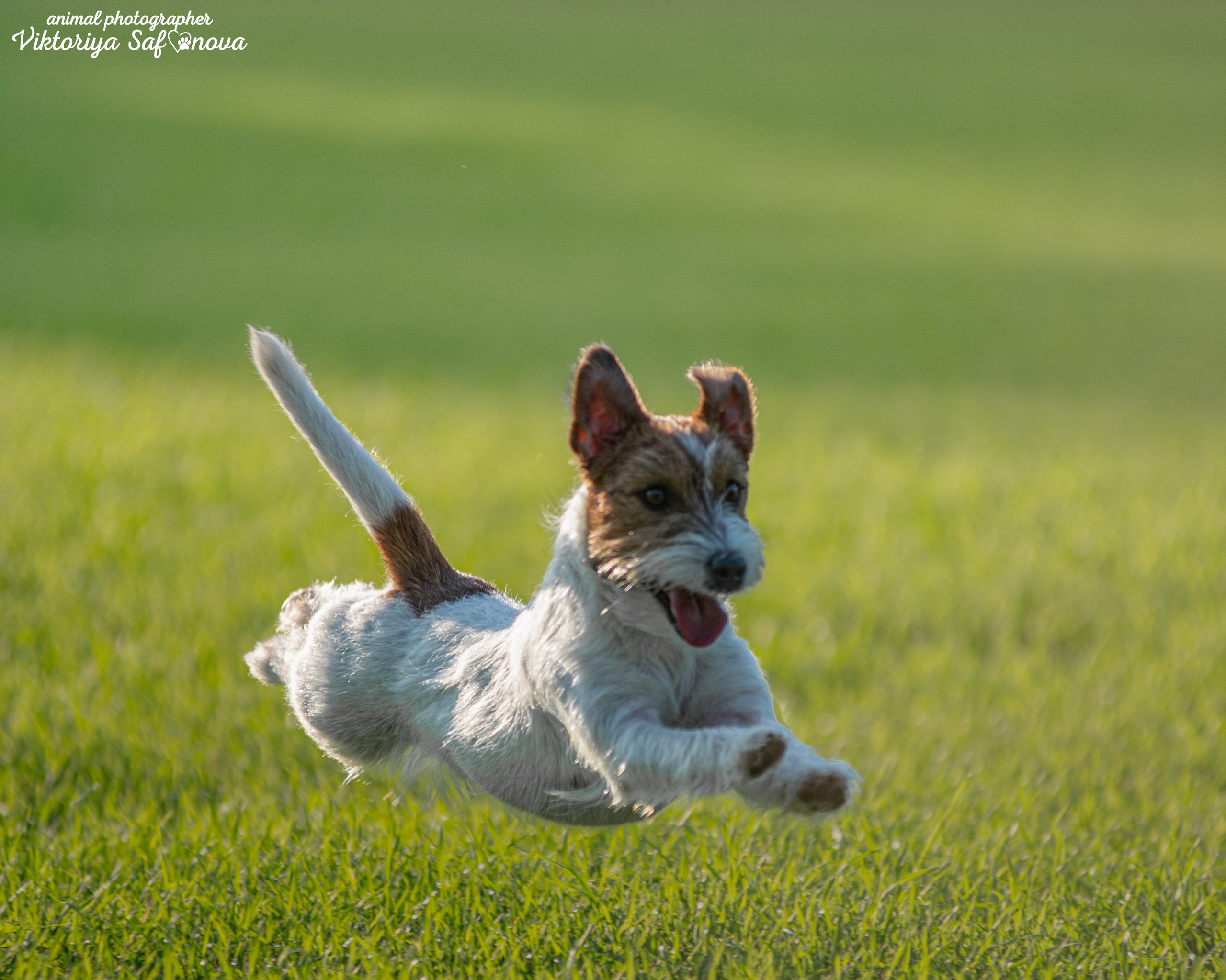 Рома, Аня и Перец 13.09.2022. Фотограф анималист Благовещенск. Сафонова Виктория