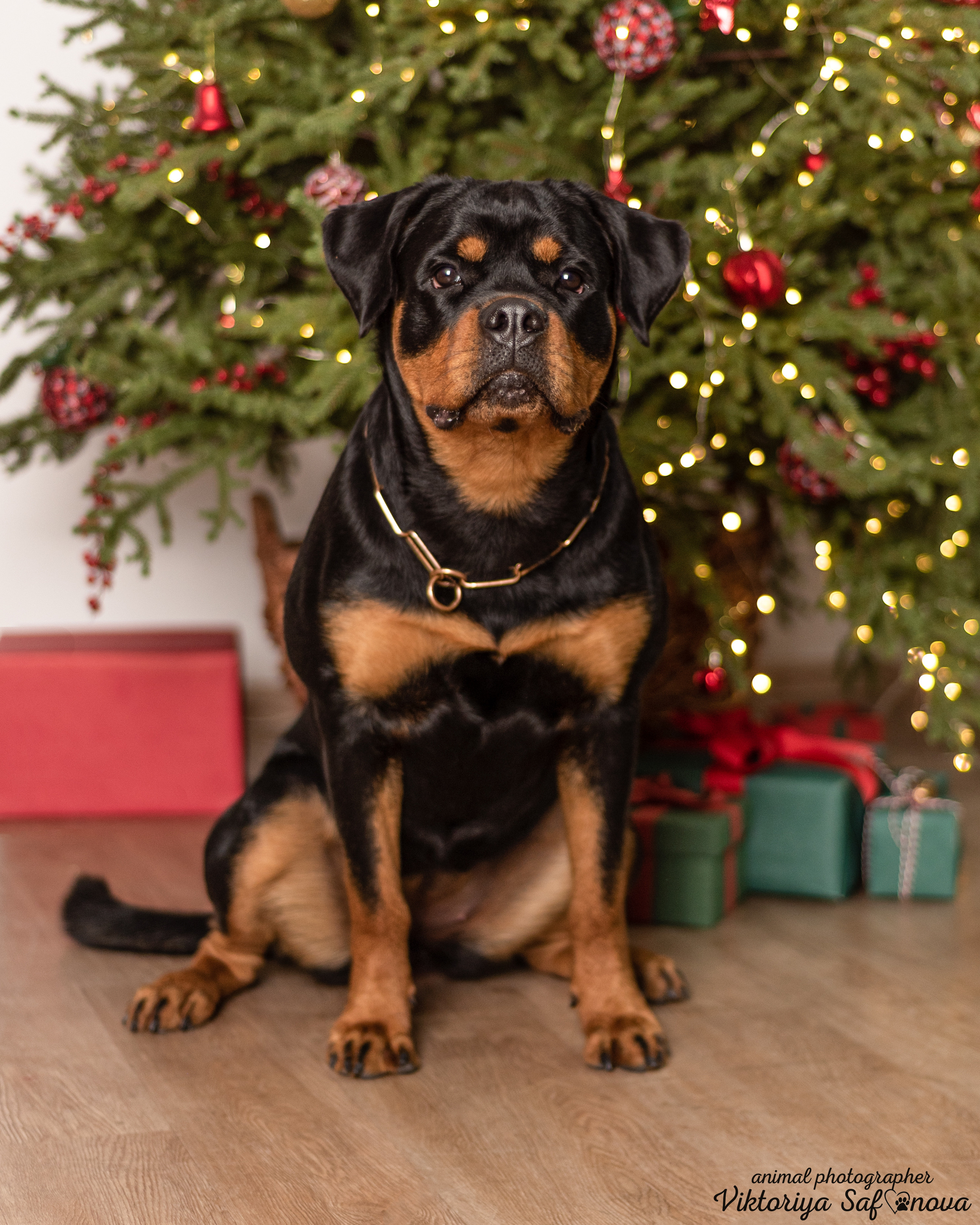 Лера. Фотограф анималист Благовещенск. Сафонова Виктория