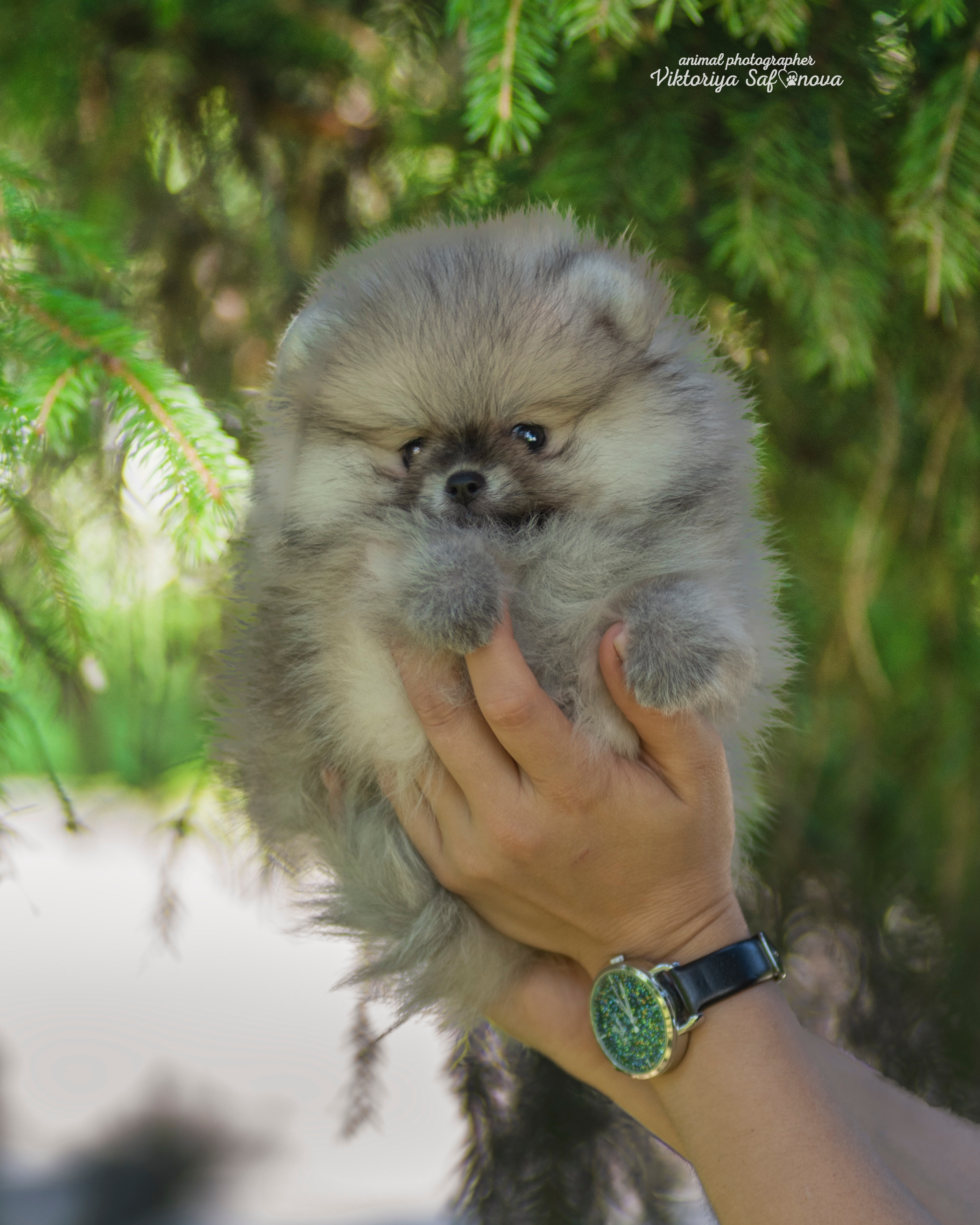 Немецкий шпиц 28.08.2022. Фотограф анималист Благовещенск. Сафонова Виктория