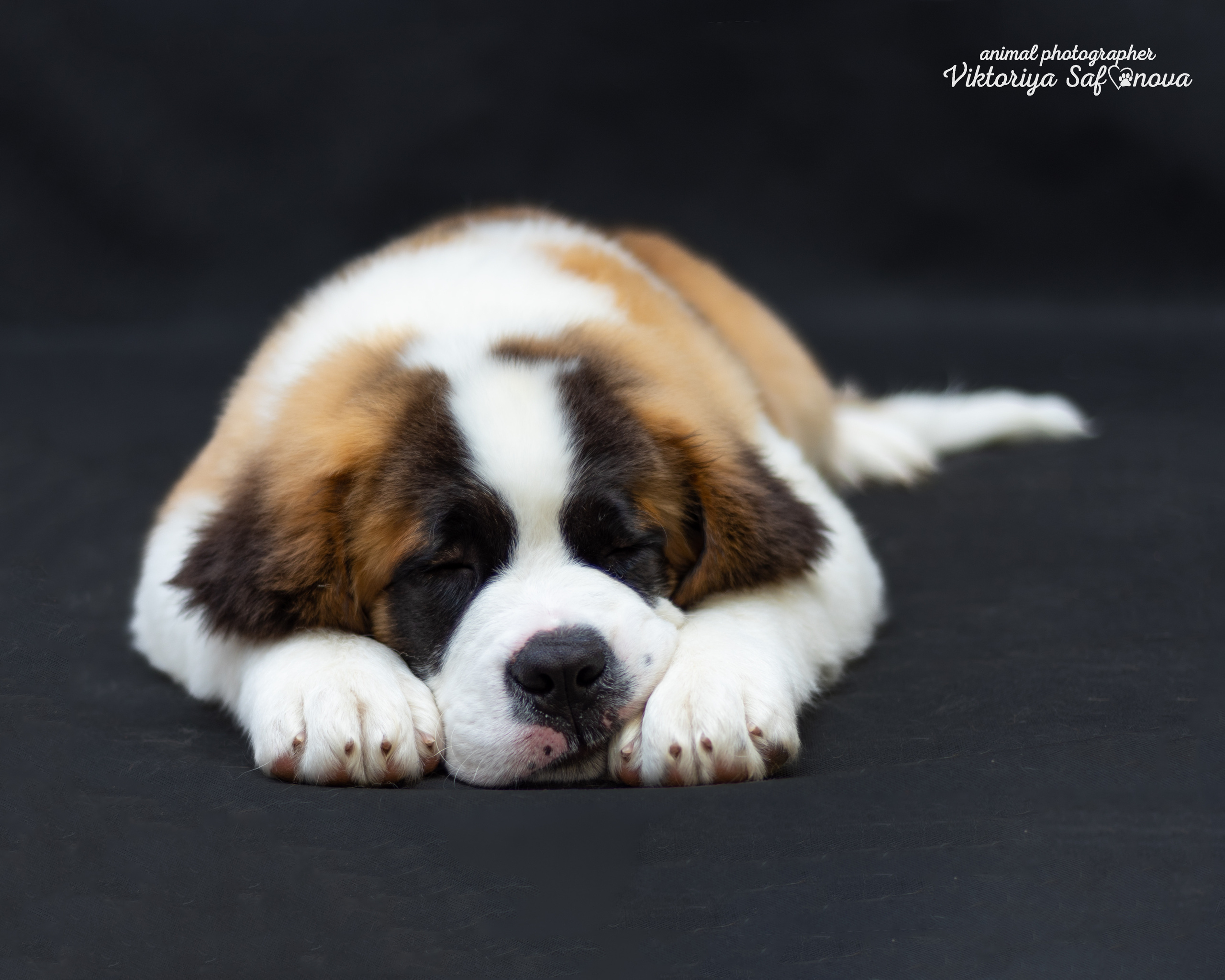 Сенбернары 19.10.2022. Фотограф анималист Благовещенск. Сафонова Виктория