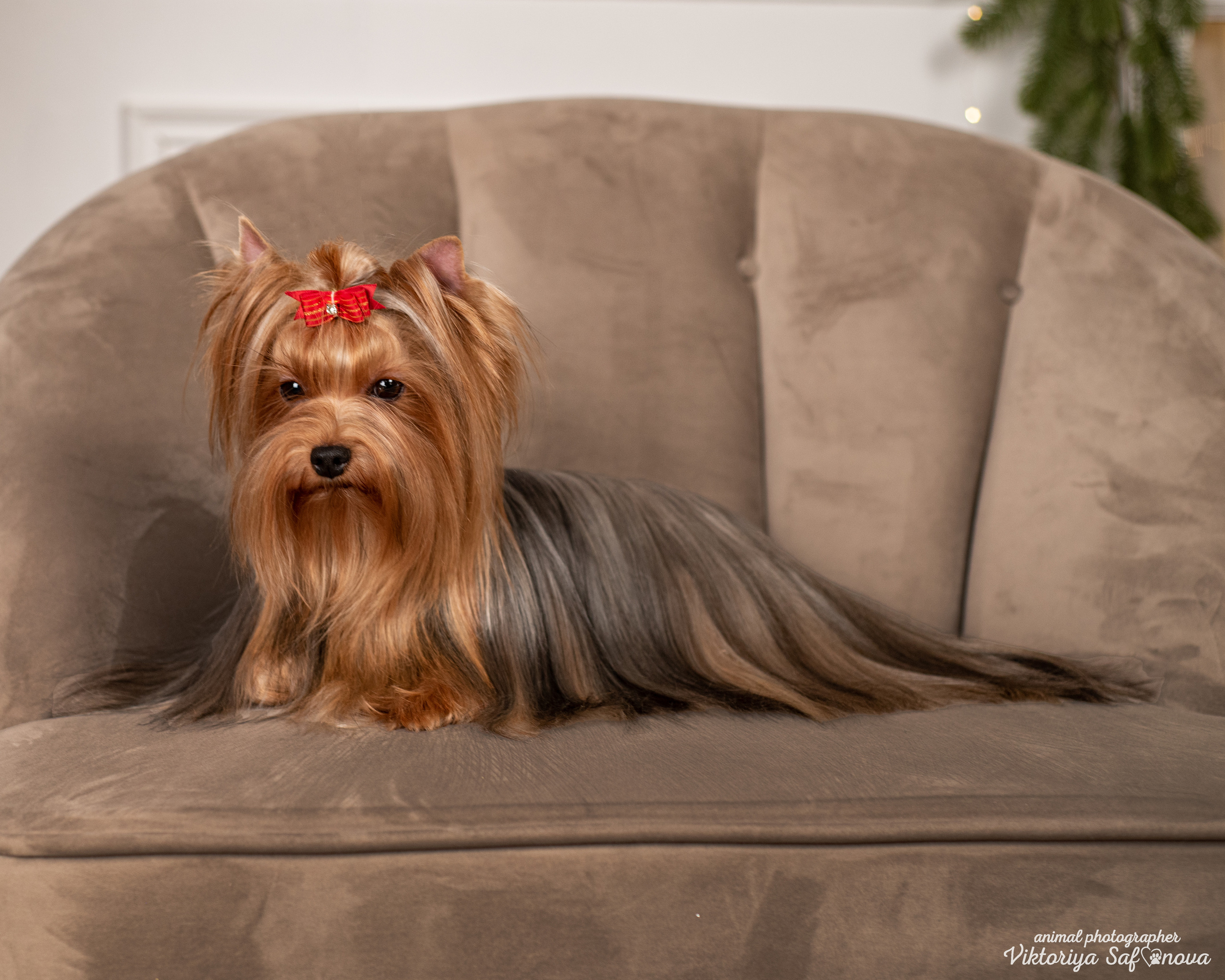 Саша, Пери и Френк. Фотограф анималист Благовещенск. Сафонова Виктория