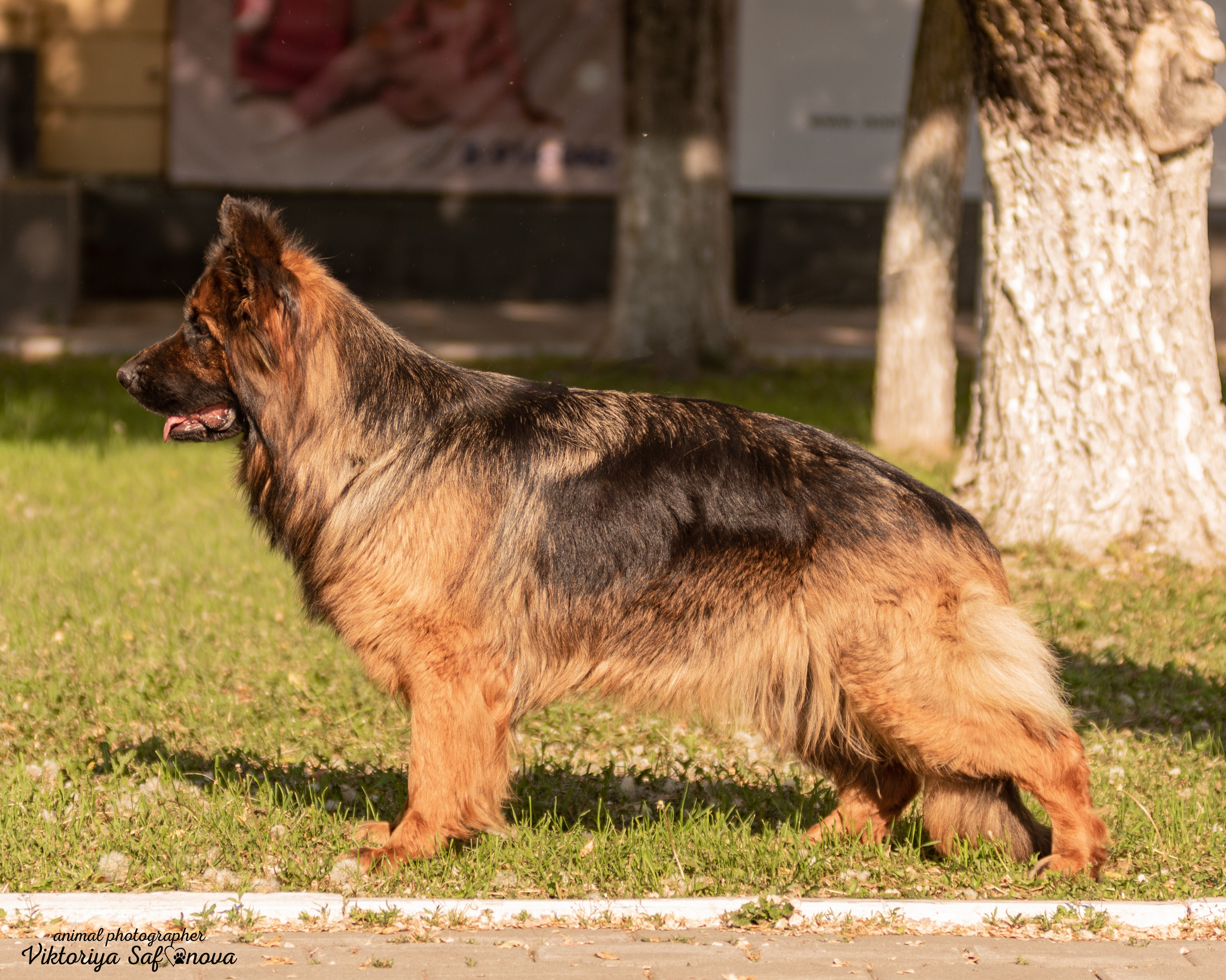 Немецкая овчарка 11.06.2022. Фотограф анималист Благовещенск. Сафонова Виктория