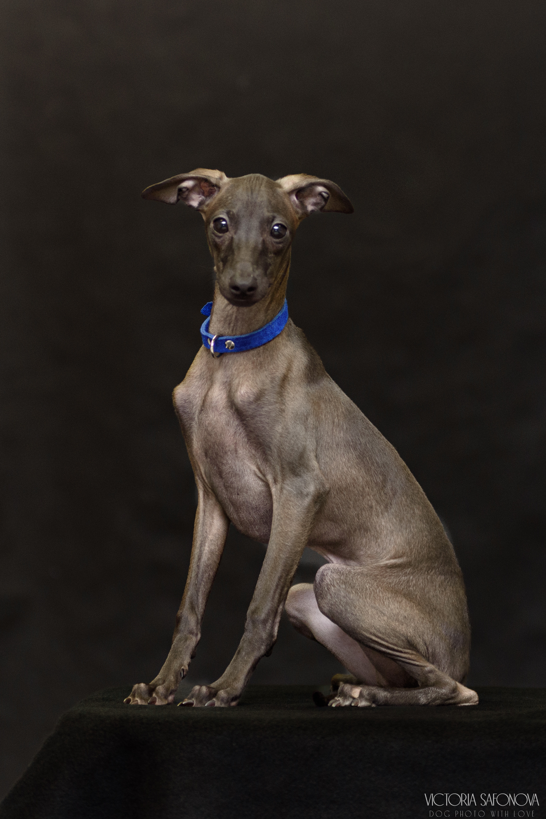 Левретки 20.03.2023. Фотограф анималист Благовещенск. Сафонова Виктория