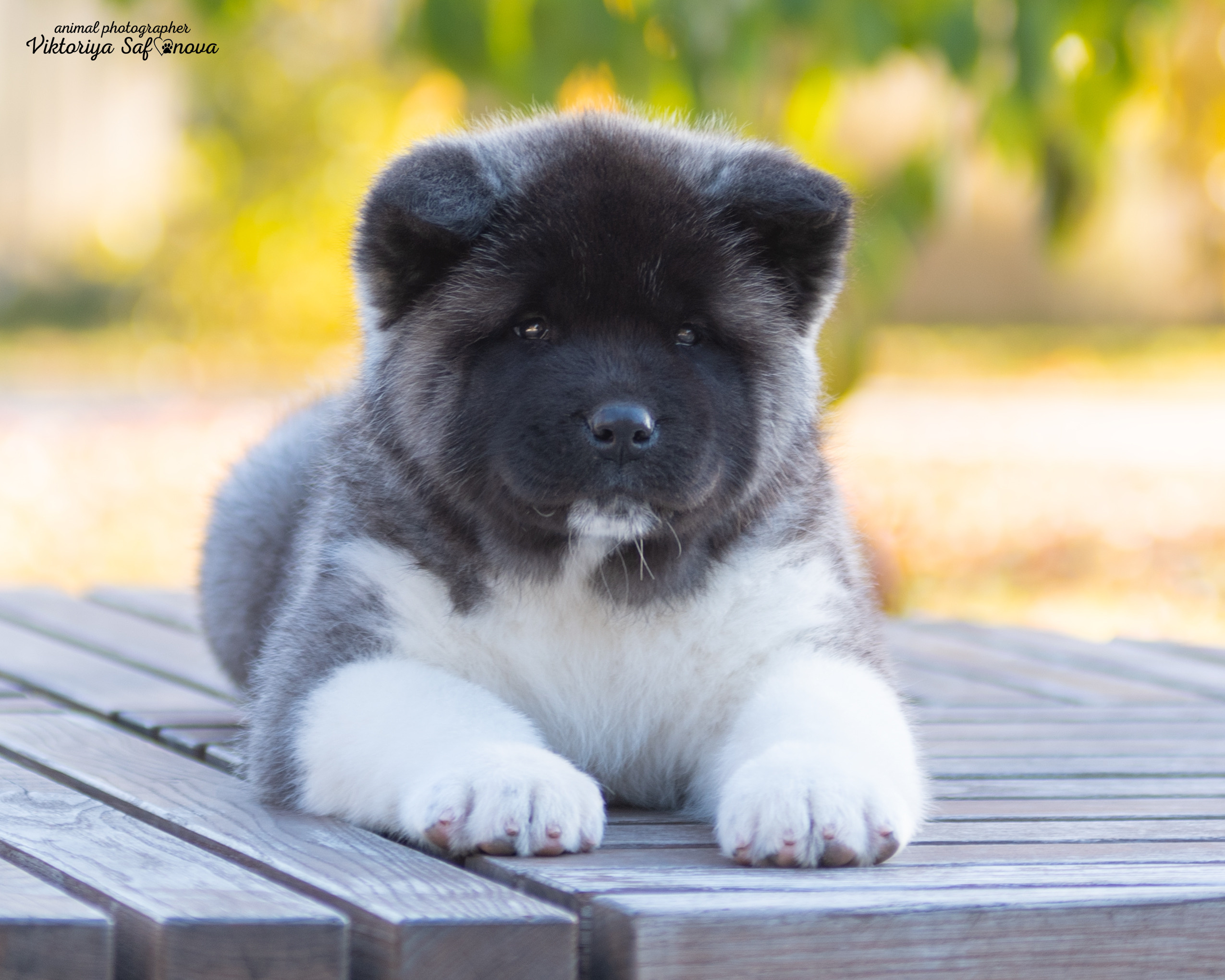 Американские акиты 10.10.2022. Фотограф анималист Благовещенск. Сафонова Виктория